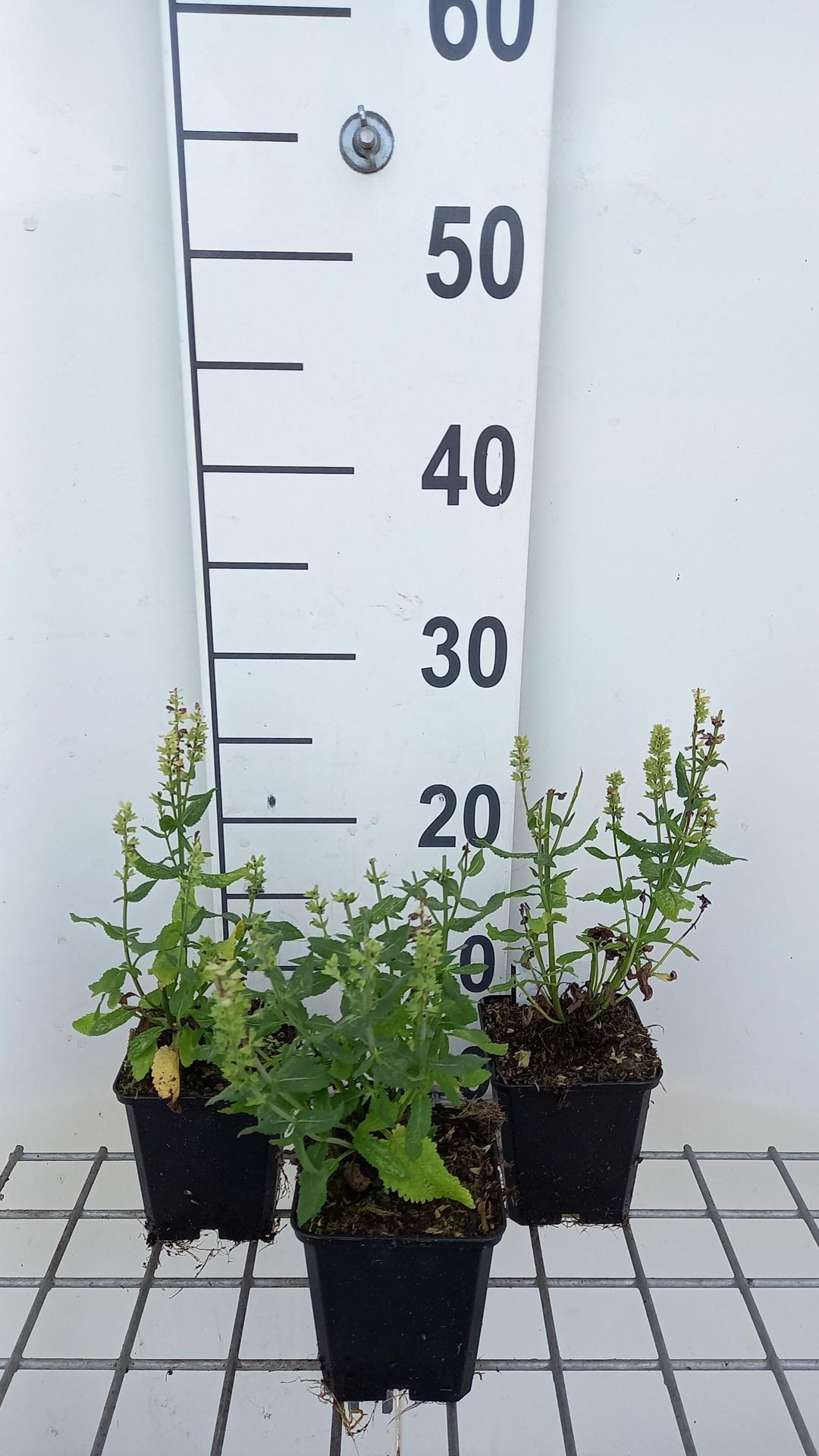 Salvia nemorosa'Florsalcwh'(Sensation Compact White, Sensation Medium White) - pot 9x9 cm - afbeelding