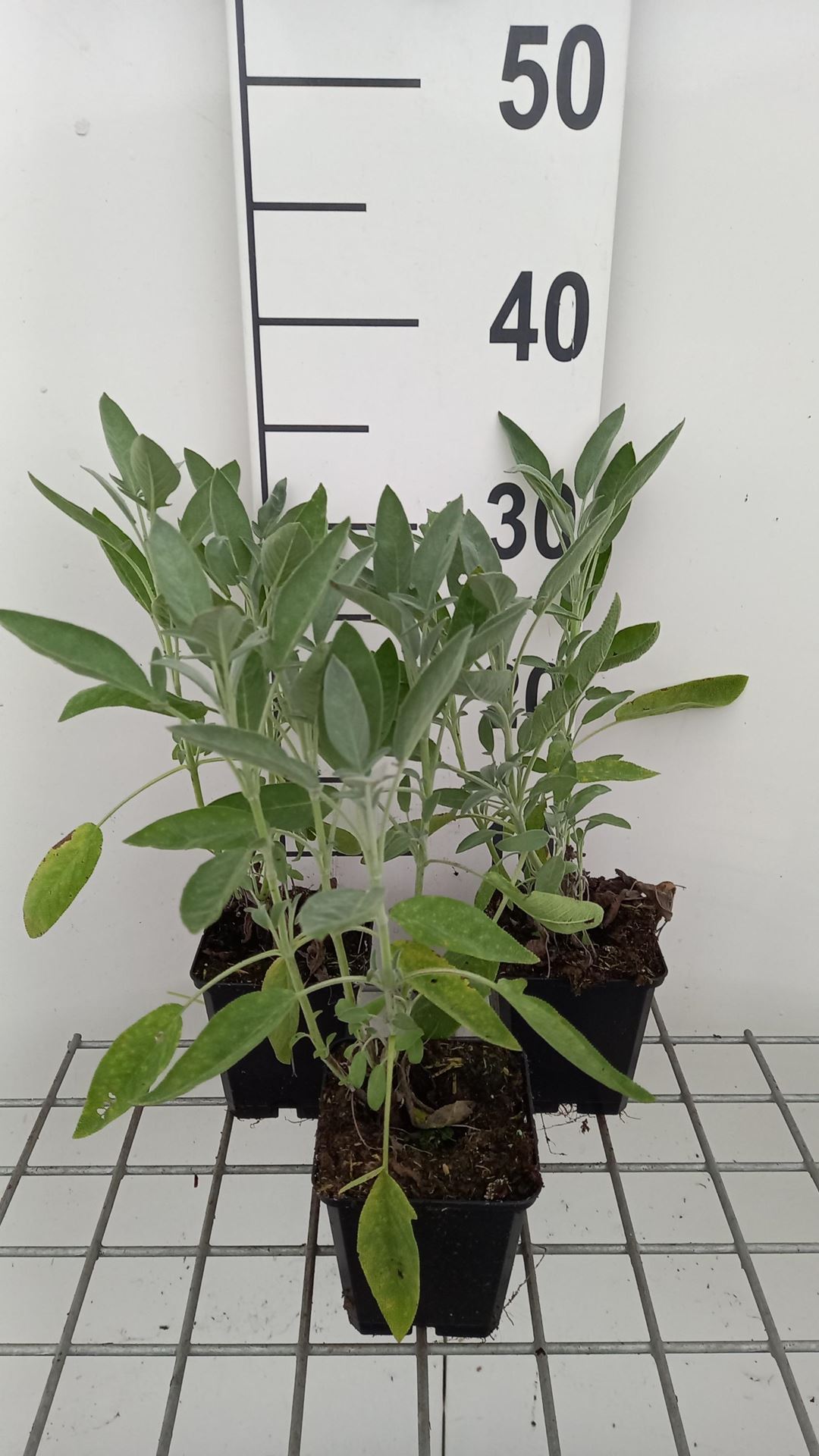 Salvia officinalis'Albiflora'- pot 9x9 cm (Echte salie) - Echte salie afbeelding