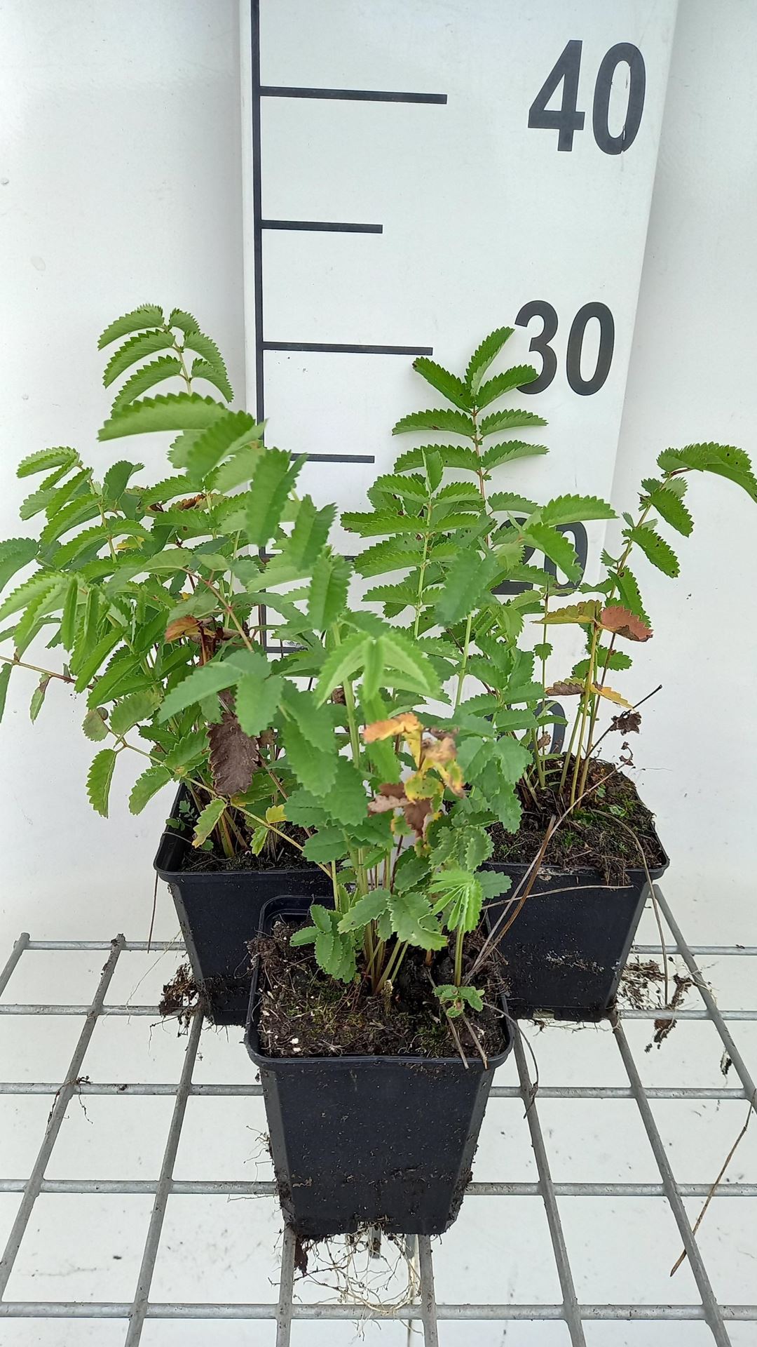 Sanguisorba officinalis'Arnhem'- pot 9x9 cm afbeelding