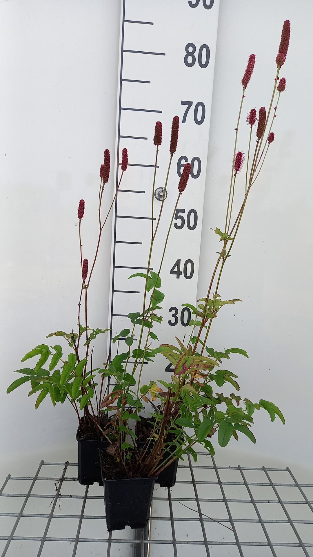 Sanguisorba'Blackthorn'- pot 9x9 cm - Pimpernel afbeelding