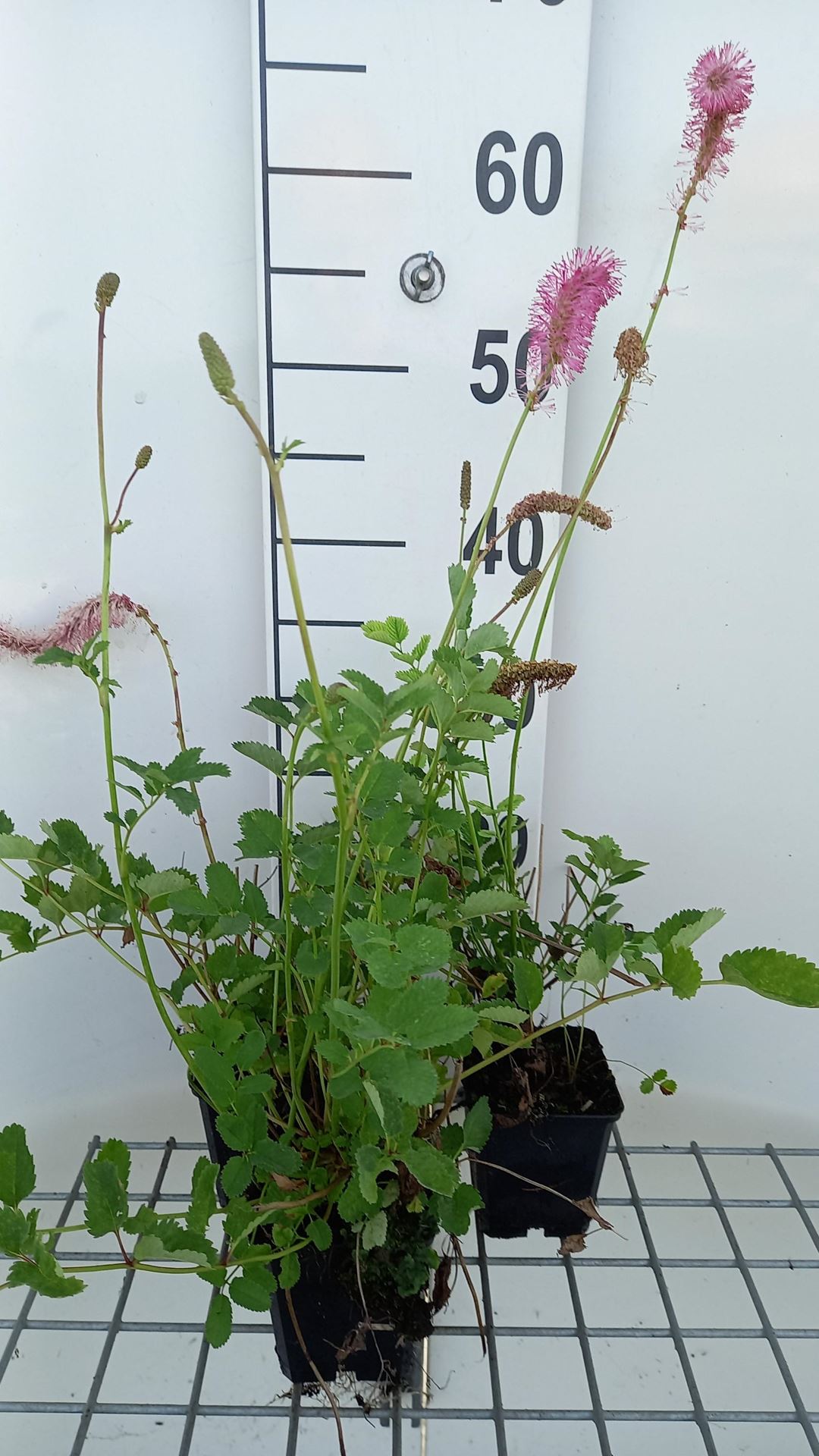 Sanguisorba obtusa - pot 9x9 cm - Japanse pimpernel afbeelding