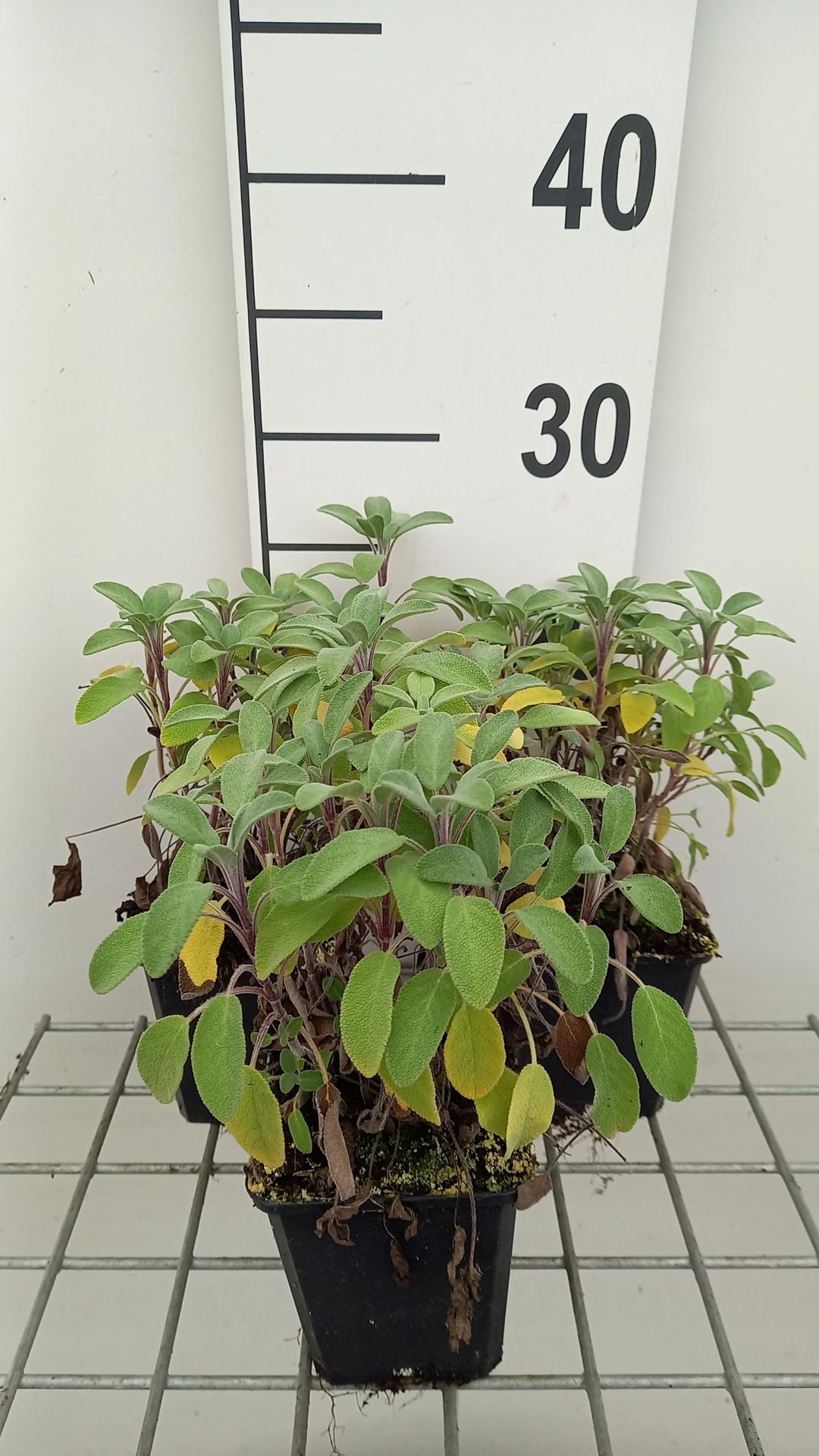 Salvia officinalis'Growers Friend'- pot 9x9 cm afbeelding