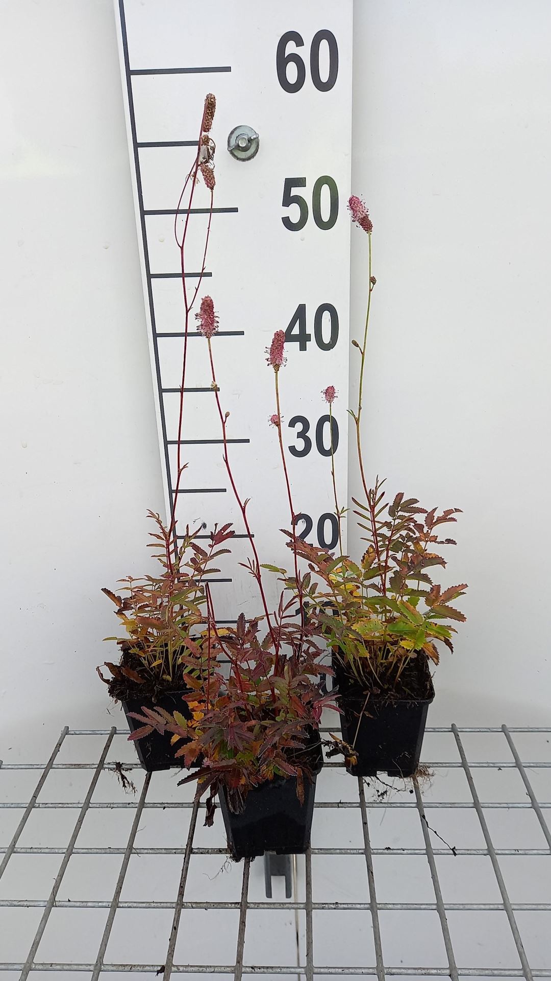 Sanguisorba officinalis'Pink Tanna'- pot 9x9 cm afbeelding