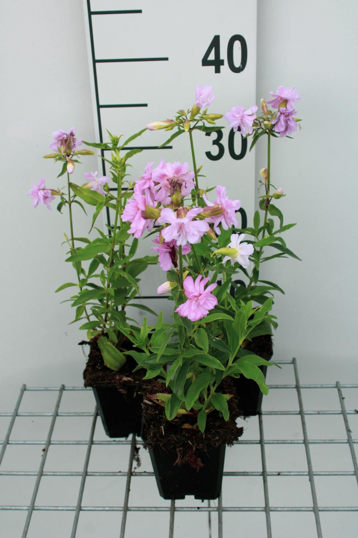 Saponaria officinalis'Rosea Plena'- pot 9x9 cm afbeelding