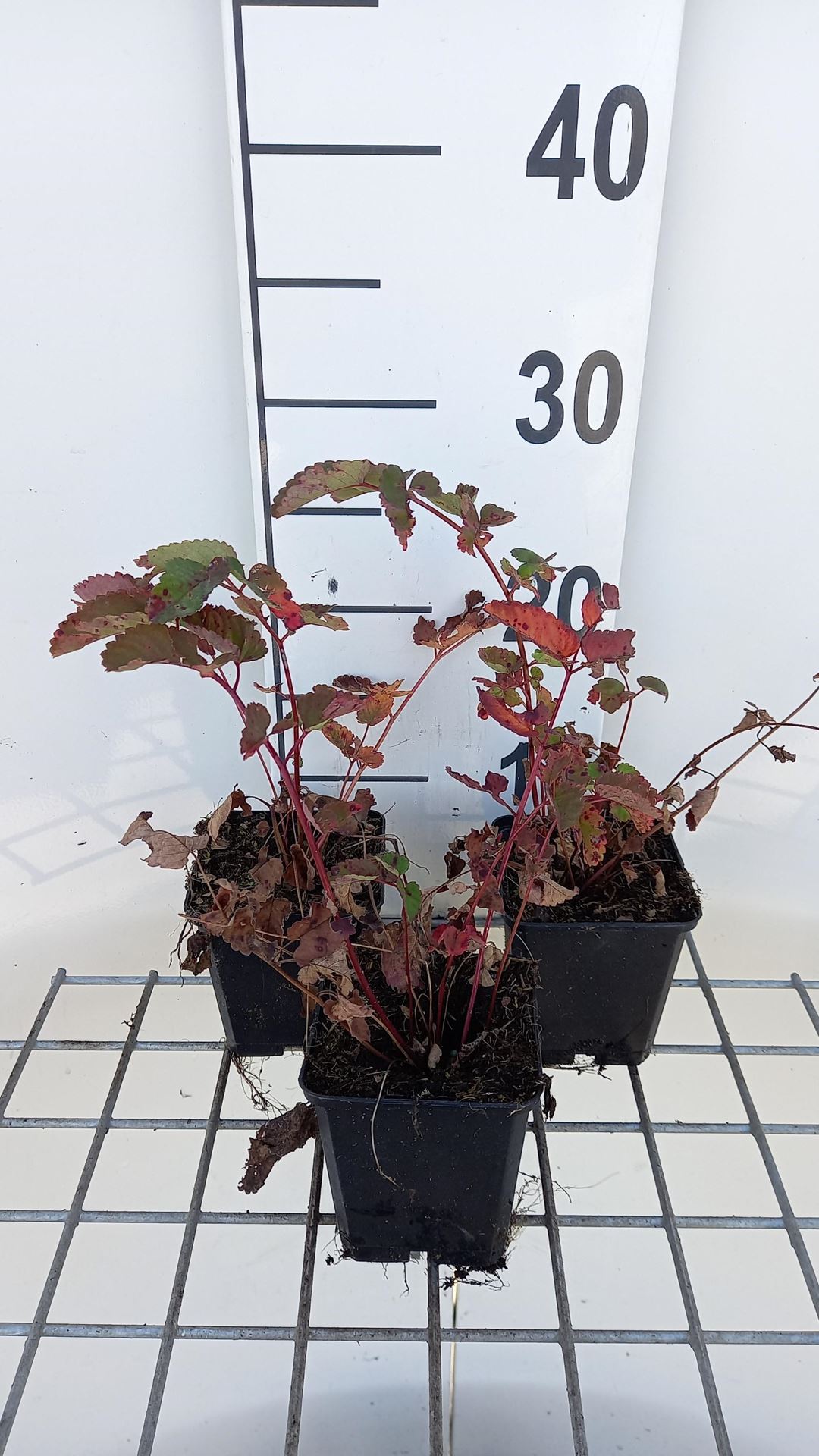 Sanguisorba'Pink Brushes'- pot 9x9 cm afbeelding