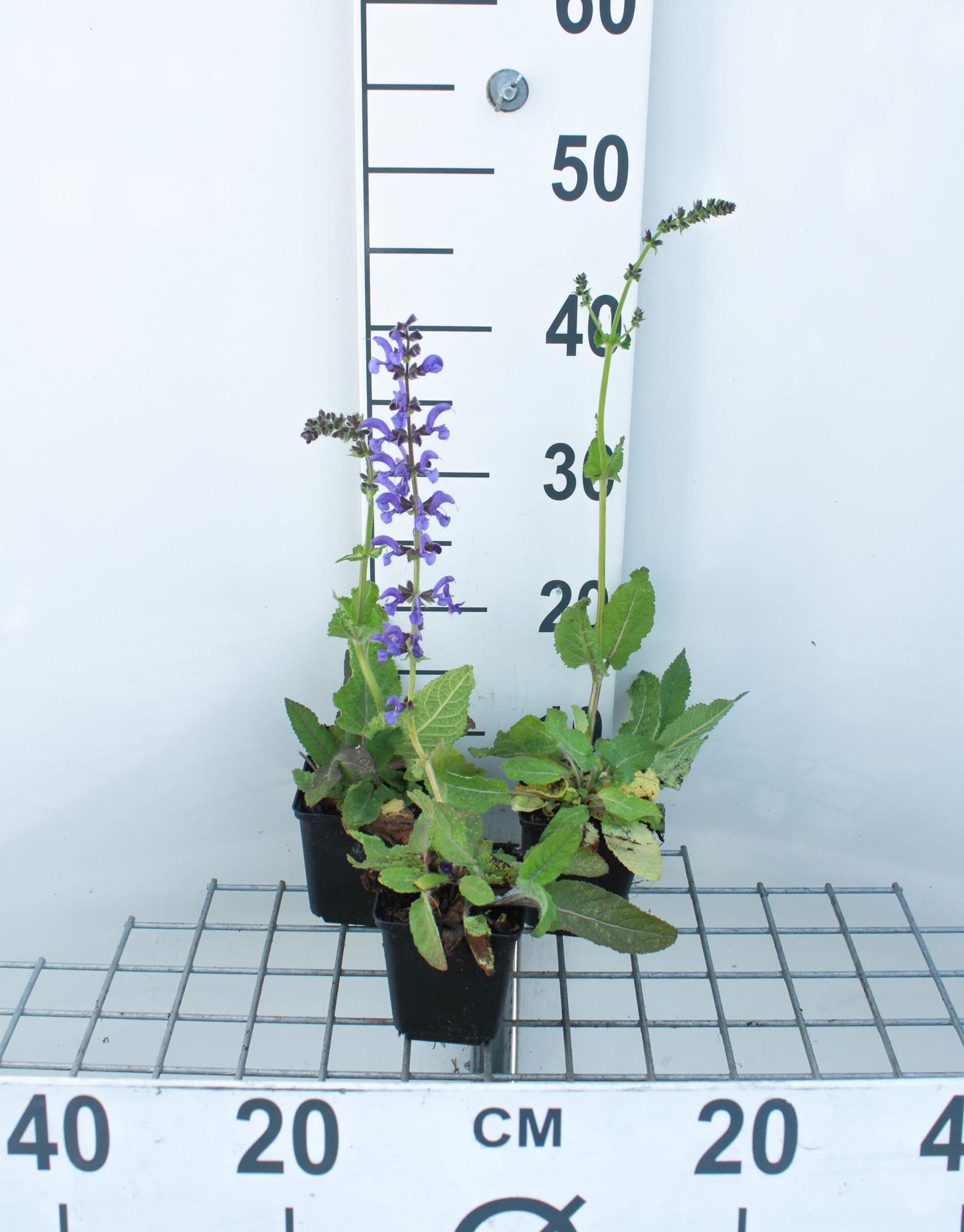 Salvia pratensis - pot 9x9 cm afbeelding