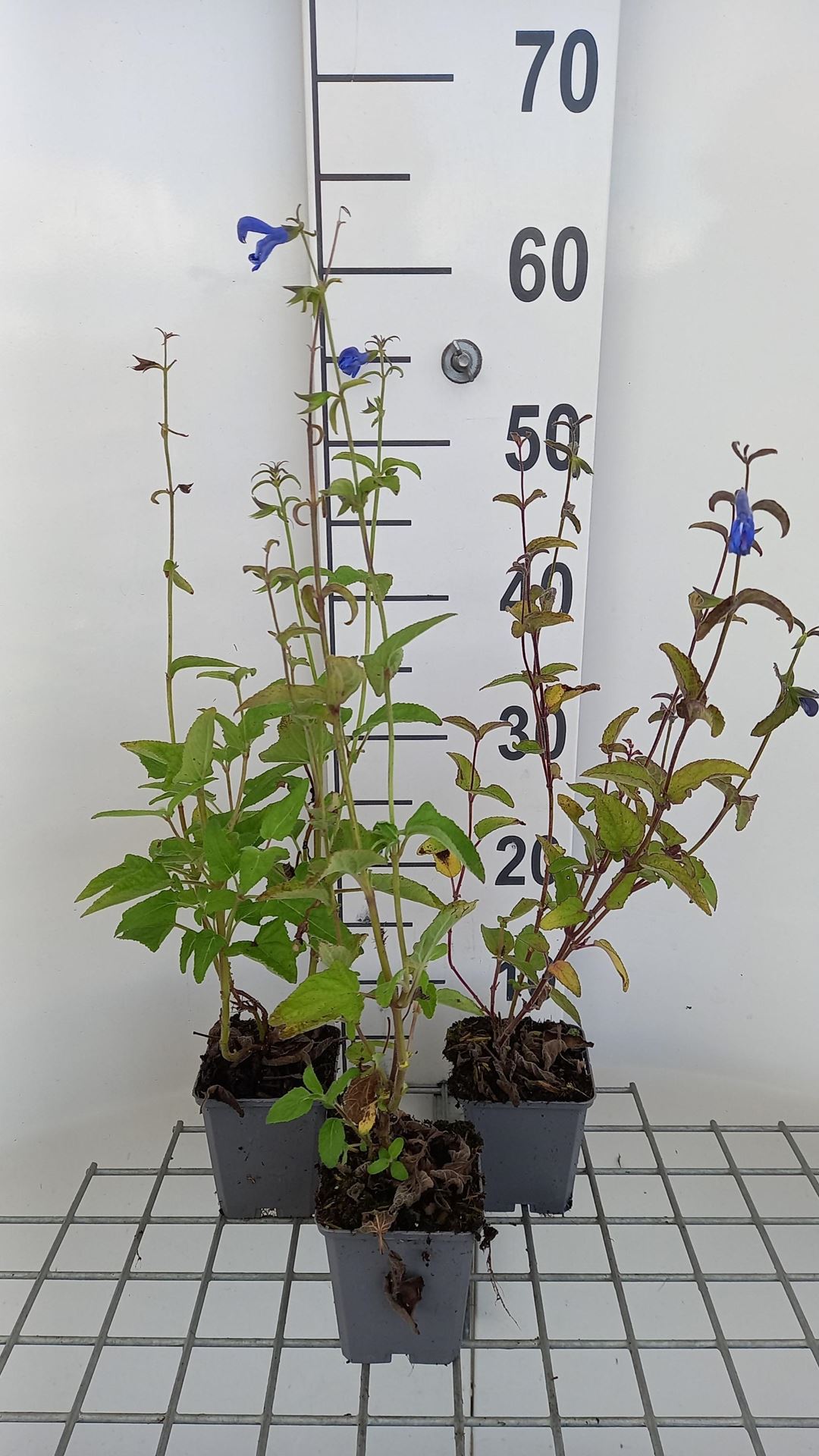 Salvia patens'Royal Blue'- pot 9x9 cm - afbeelding