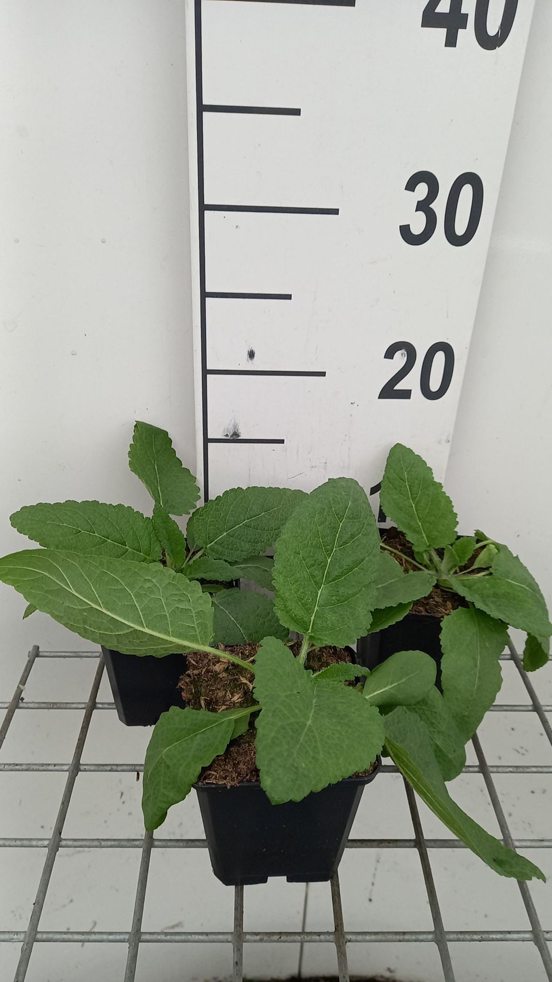 Salvia pratensis'Swan Lake'- pot 9x9 cm afbeelding