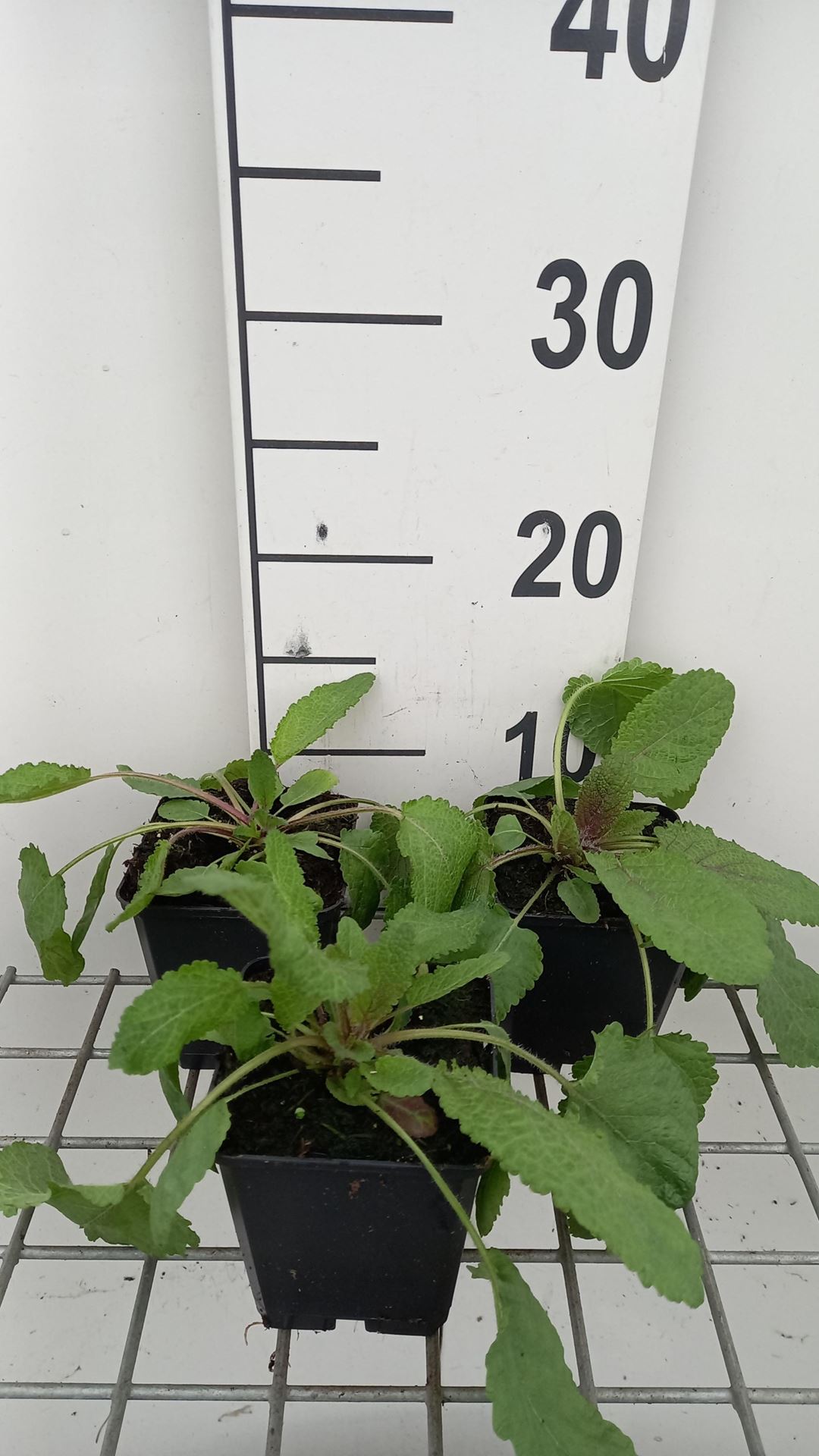 Salvia nemorosa'Serenade'- pot 9x9 cm afbeelding