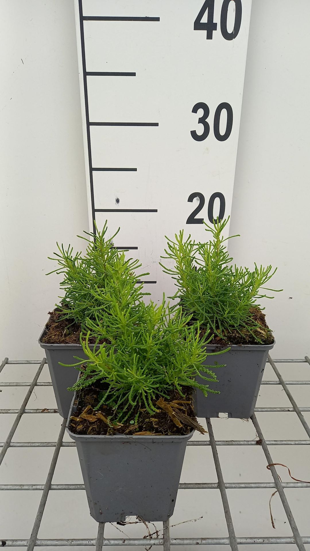 Santolina rosmarinifolia'Lemon Fizz'- pot 9x9 cm afbeelding
