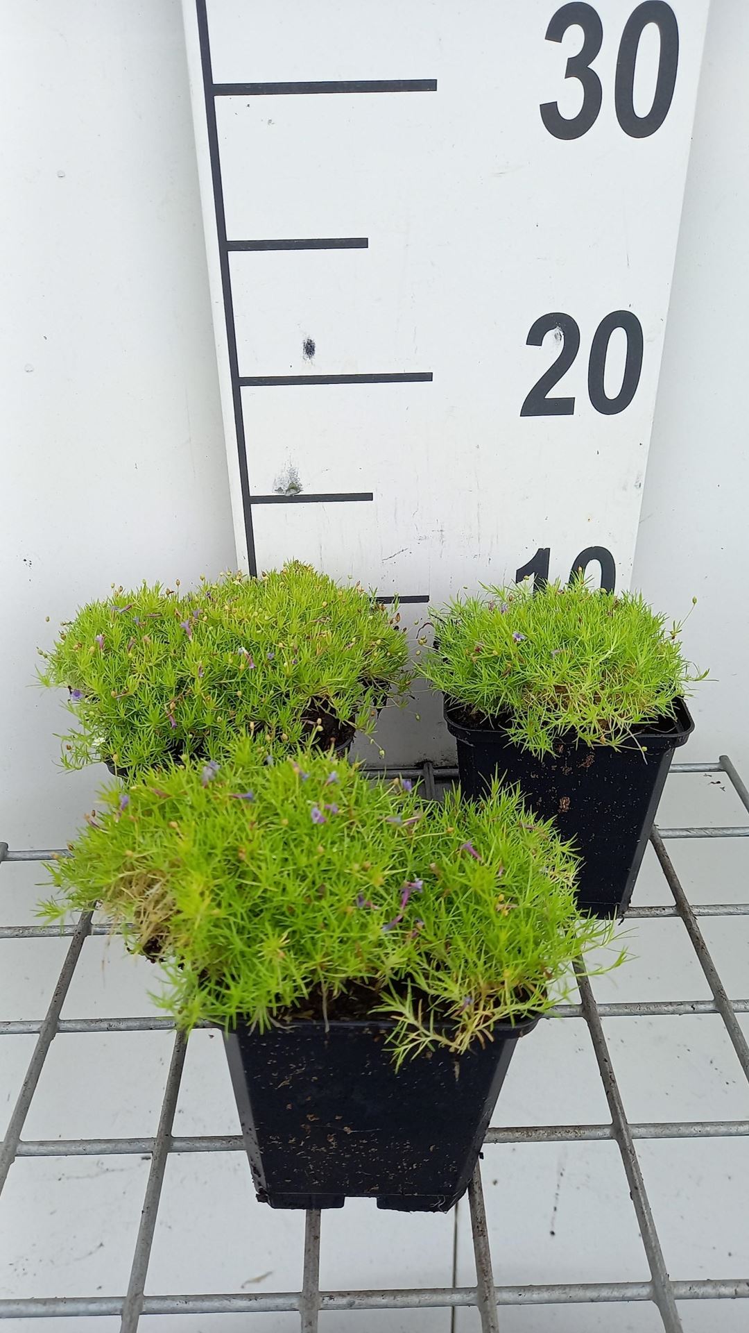 Sagina subulata'Aurea'- pot 9x9 cm - Vetmuur afbeelding