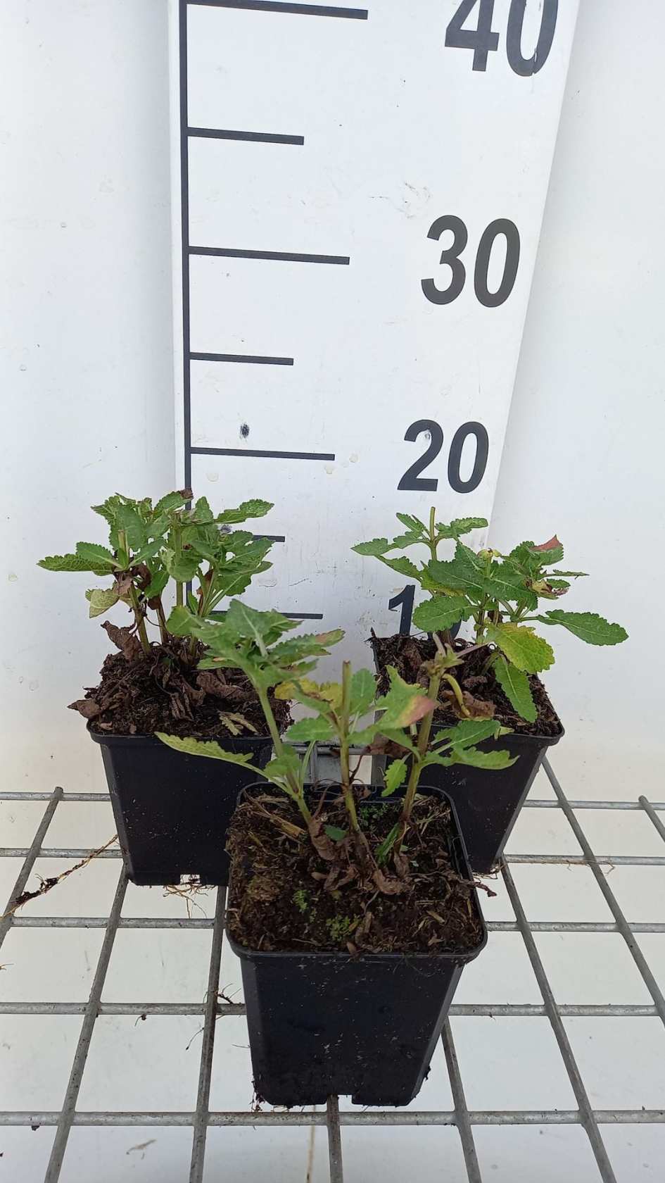 Salvia nemorosa'Blue Marvel'- pot 9x9 cm - Salie afbeelding
