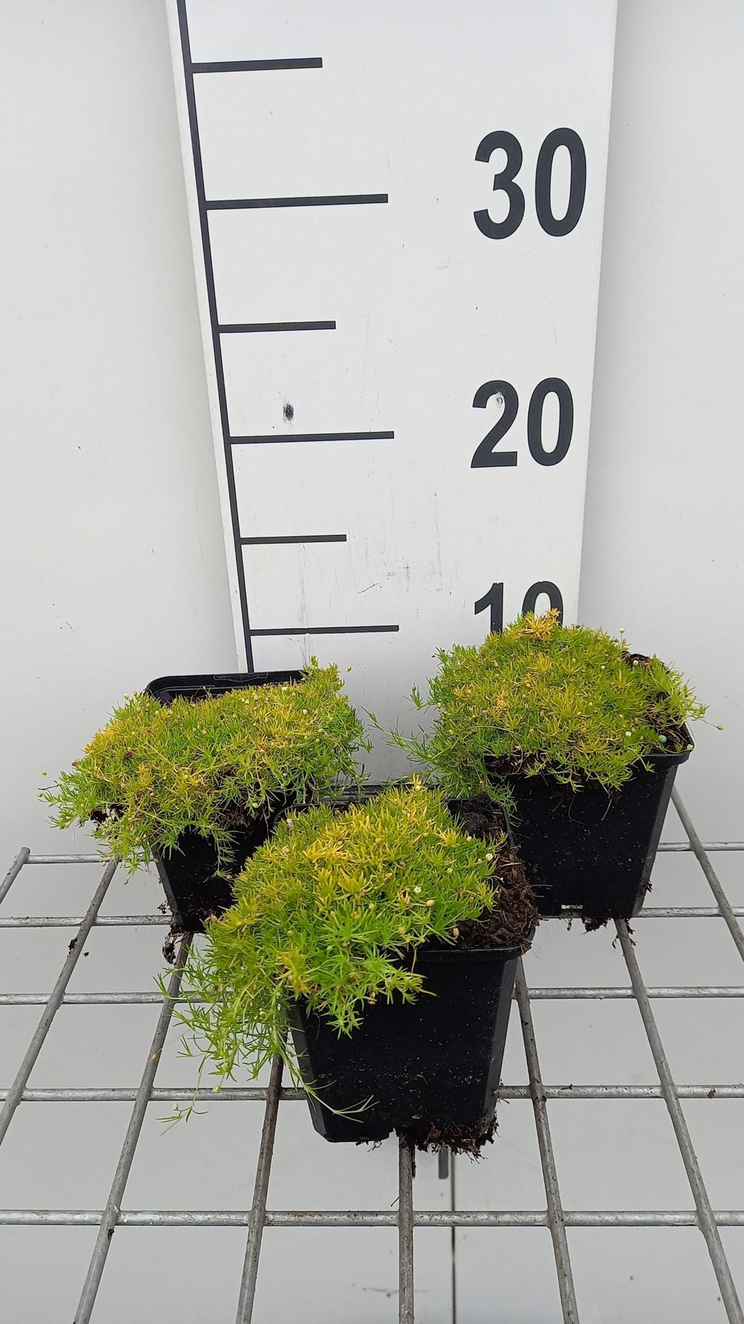 Sagina subulata'Aurea'- pot 9x9 cm afbeelding