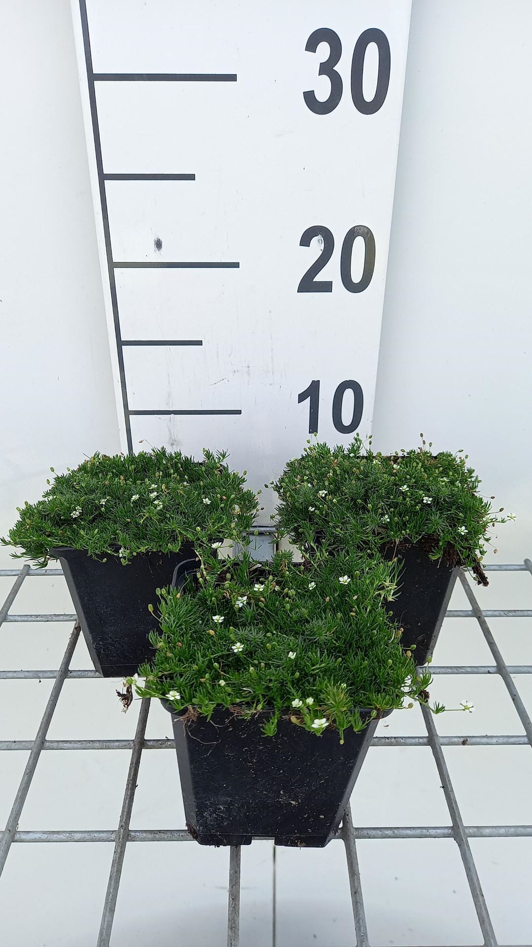 Sagina subulata'Senior'- pot 9x9 cm - afbeelding