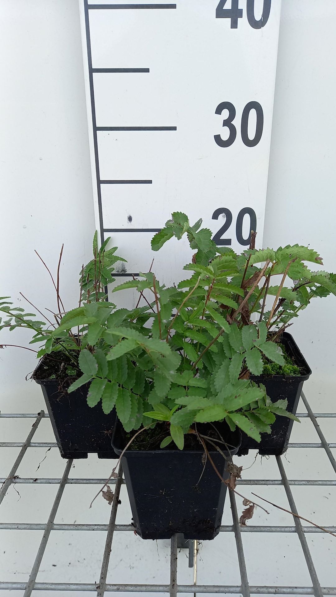 Sanguisorba tenuifolia var. alba - pot 9x9 cm afbeelding