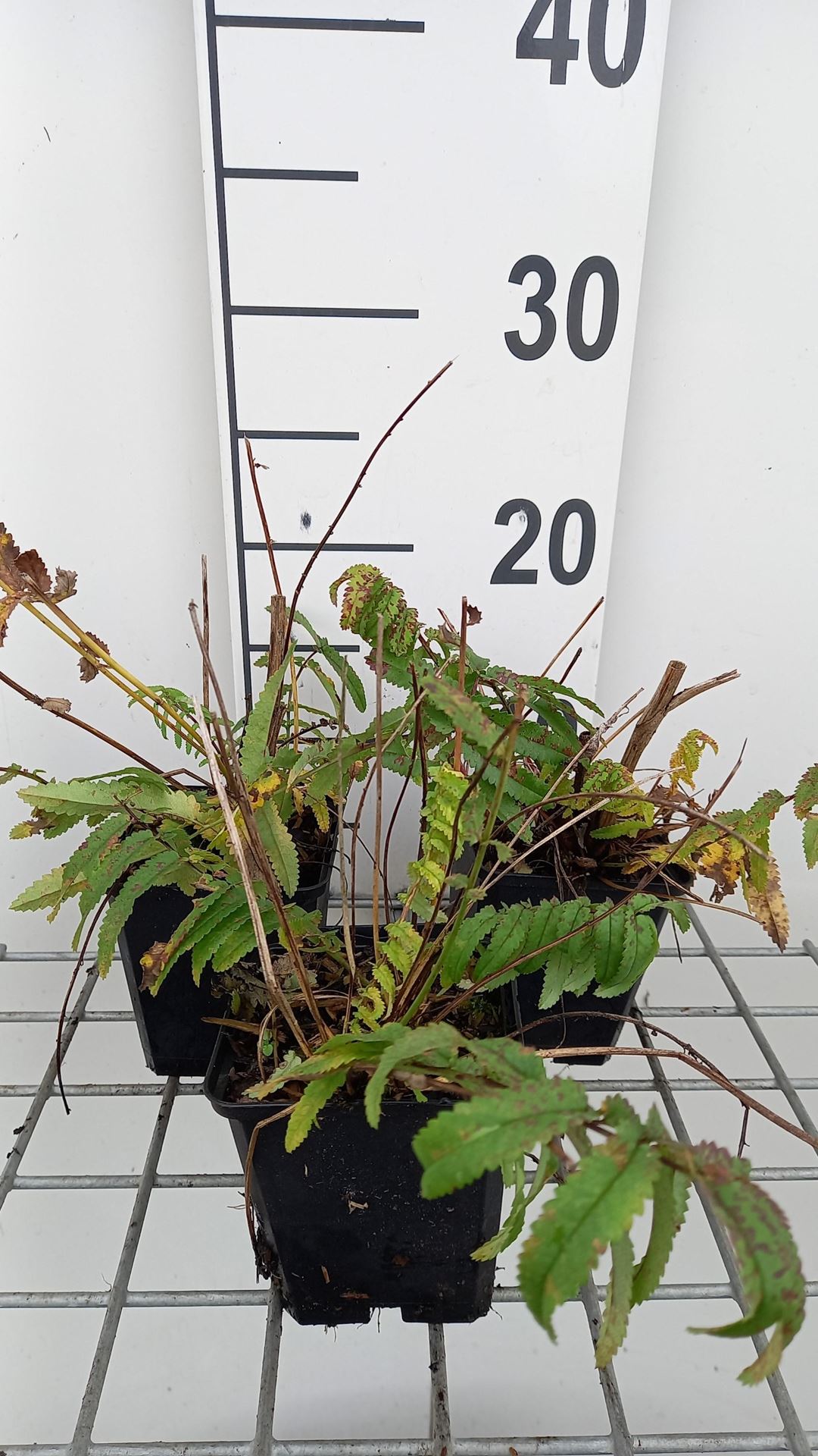 Sanguisorba tenuifolia'Pink Elephant'- pot 9x9 cm afbeelding
