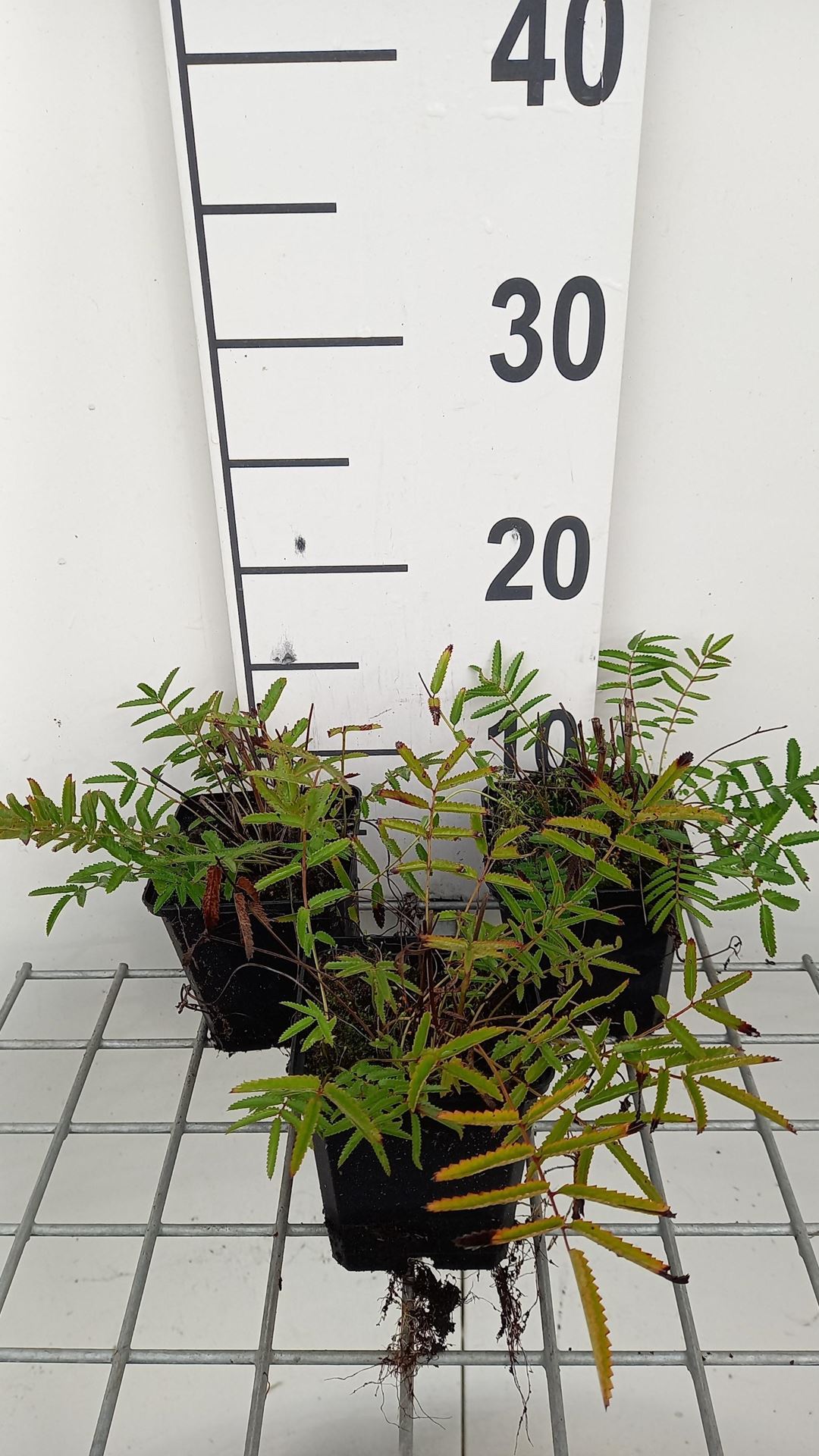 Sanguisorba tenuifolia var. purpurea - pot 9x9 cm afbeelding