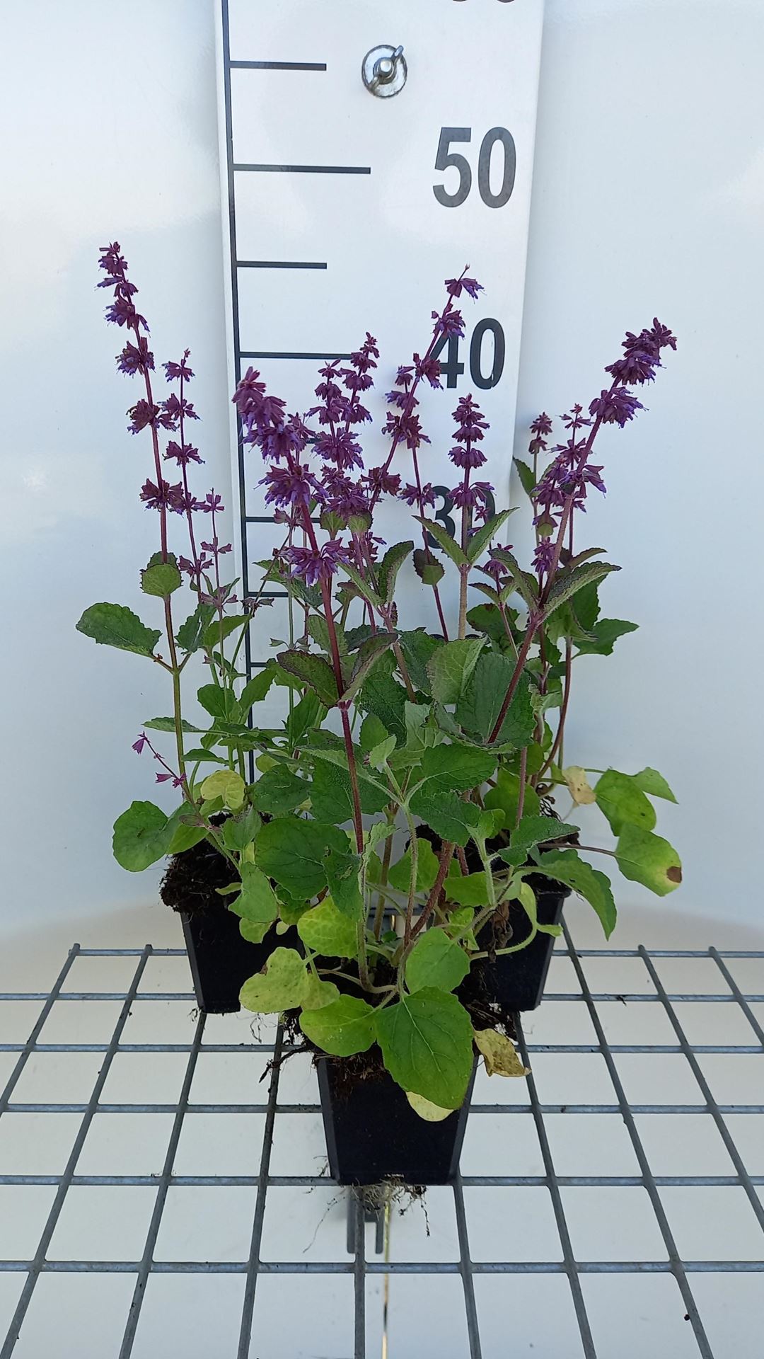 Salvia verticillata'Endless Love'- pot 9x9 cm afbeelding