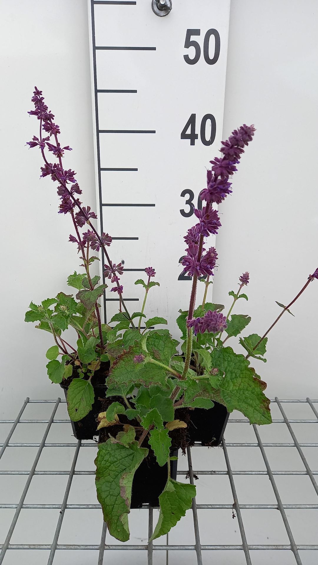 Salvia verticillata'Purple Rain'- pot 9x9 cm afbeelding