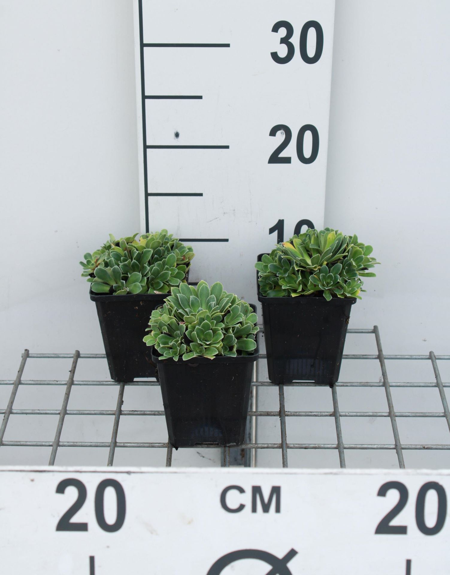 Saxifraga cotyledon'Southside Seedling'- pot 9x9 cm - Steenbreek afbeelding