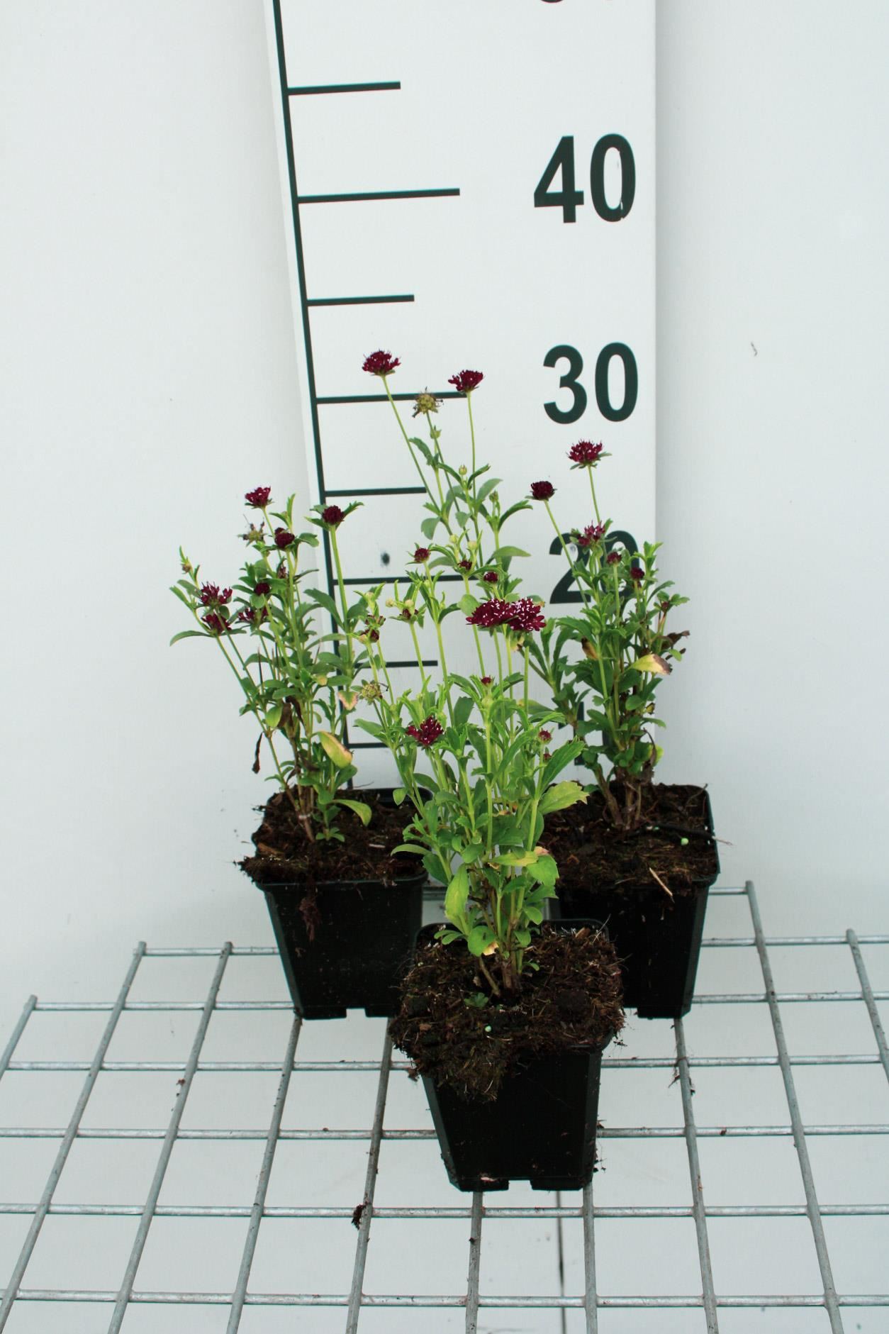 Scabiosa'Chile Black'- pot 9x9 cm afbeelding