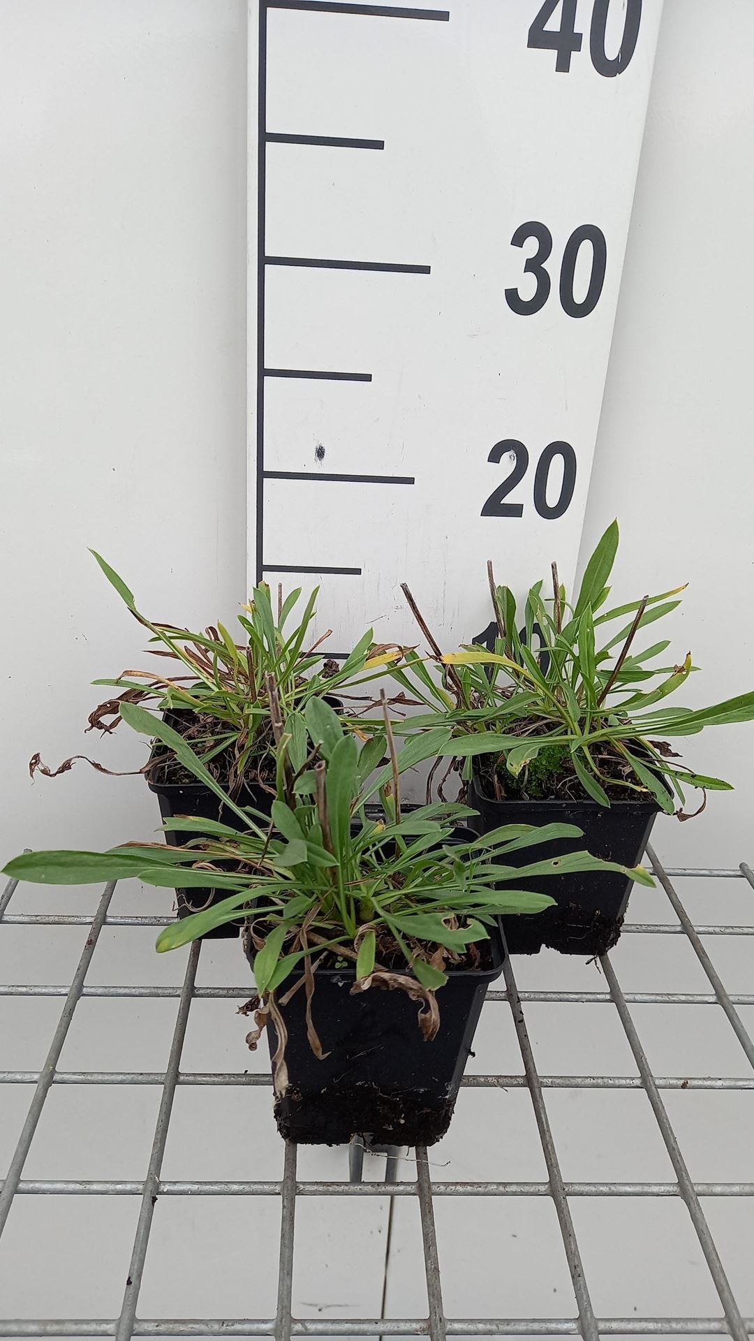 Scabiosa caucasica'Miss Willmott'- pot 9x9 cm afbeelding