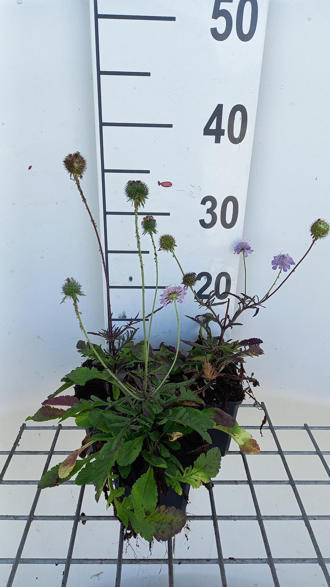 Scabiosa columbaria'Nana'- pot 9x9 cm afbeelding