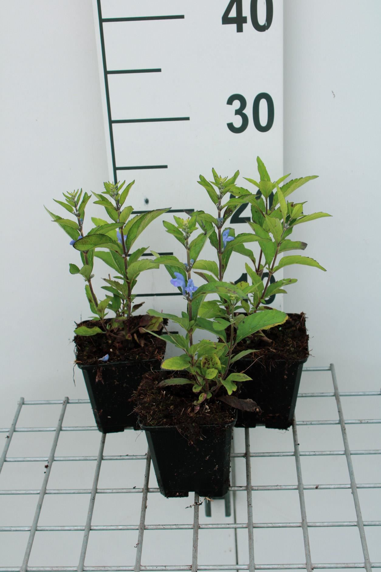 Scutellaria incana - pot 9x9 cm afbeelding