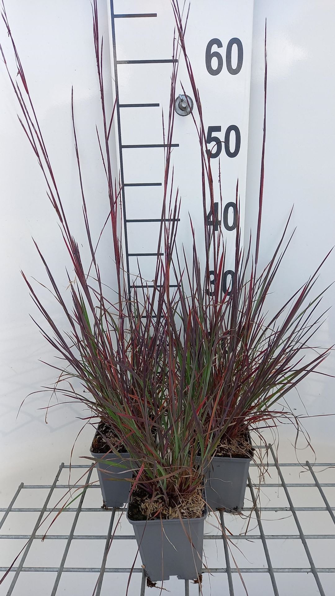 Schizachyrium scoparium'Blue Heaven'- pot 9x9 cm afbeelding