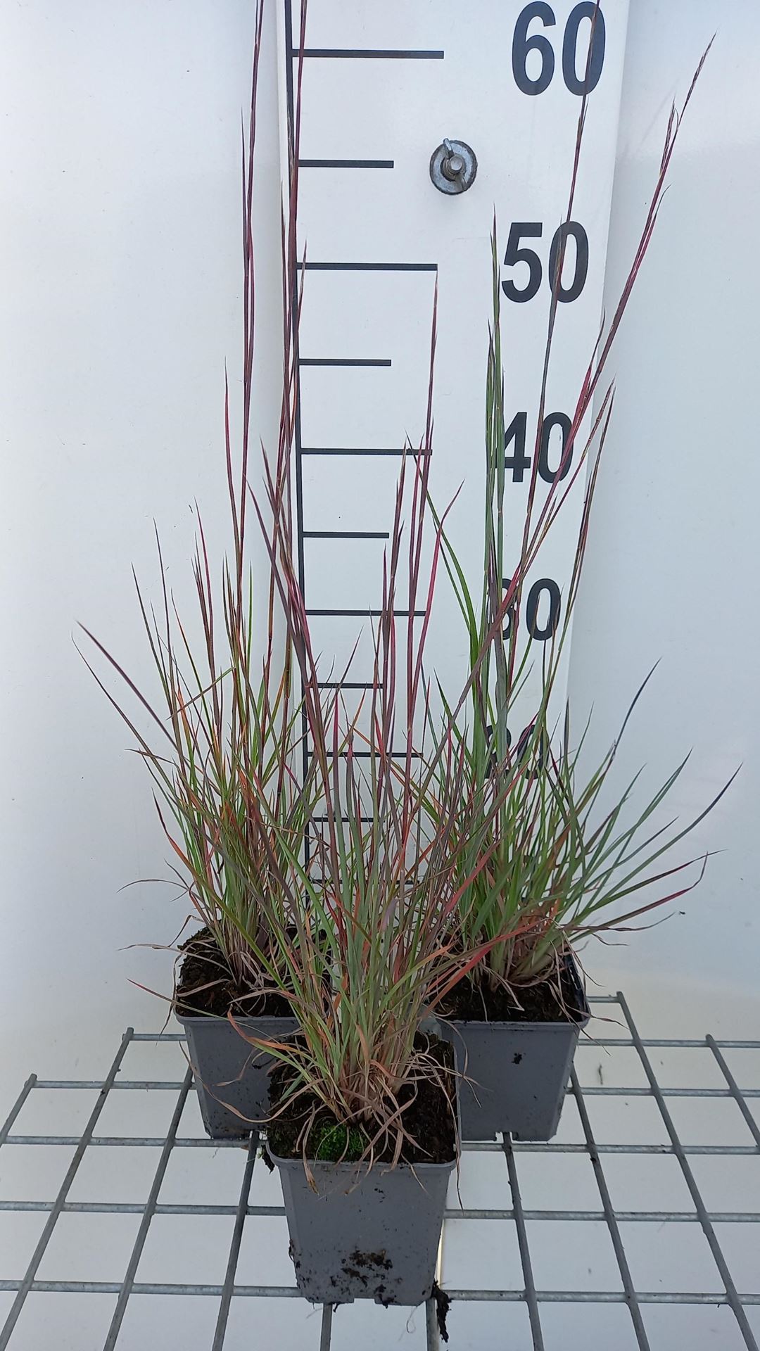 Schizachyrium scoparium'Prairie Blues'- pot 9x9 cm - Klein prairiegras afbeelding