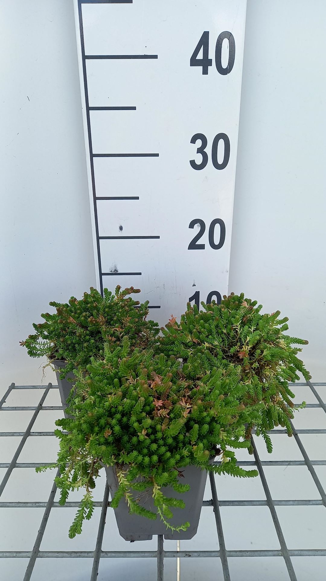 Sedum acre'Aureum'- pot 9x9 cm afbeelding
