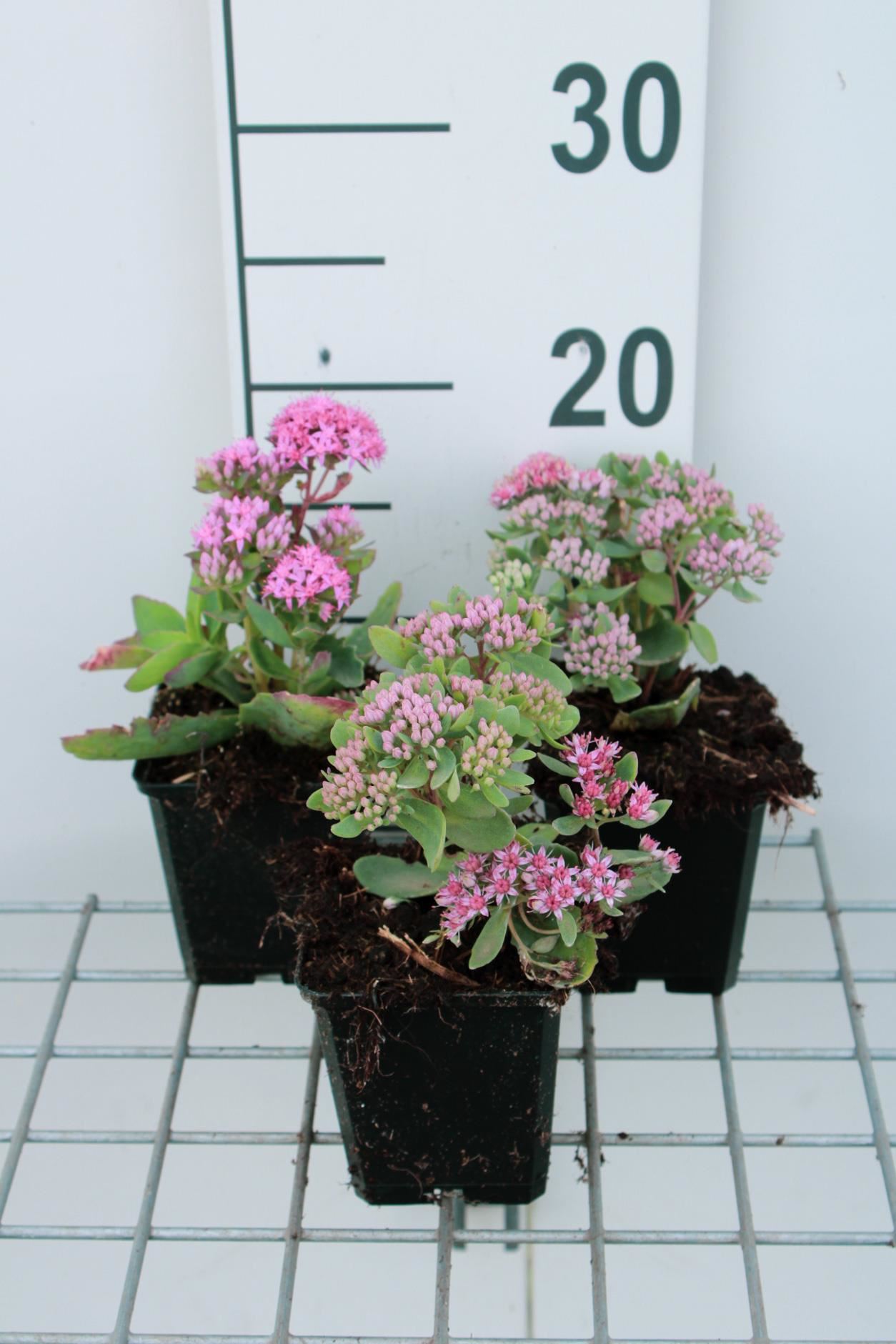 Sedum'Abbeydore'- pot 9x9 cm afbeelding
