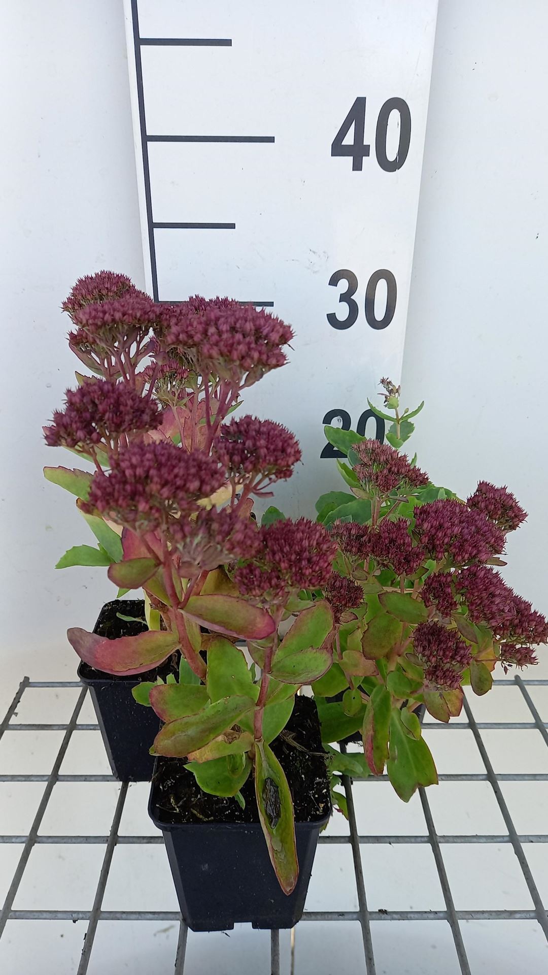 Sedum'Carl'- pot 9x9 cm afbeelding