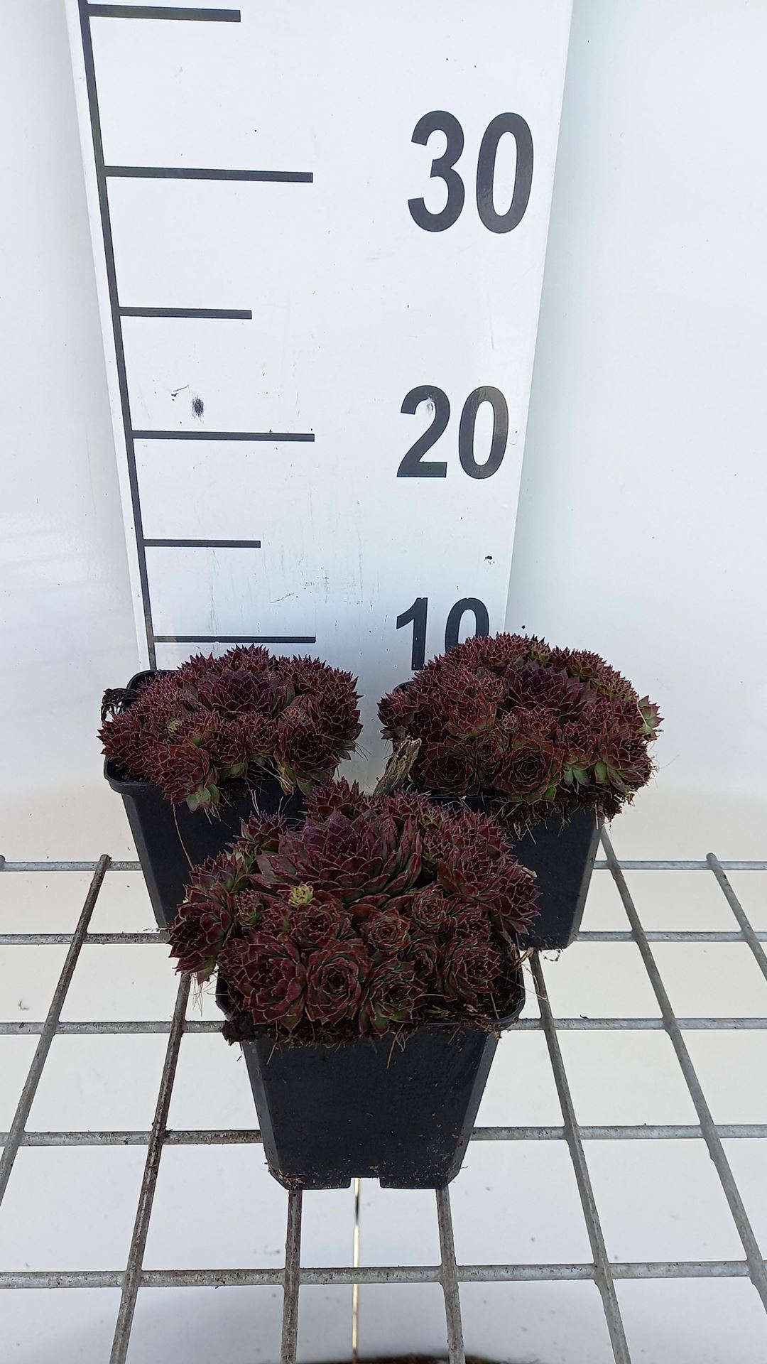 Sempervivum'Dark Beauty'- pot 9x9 cm afbeelding