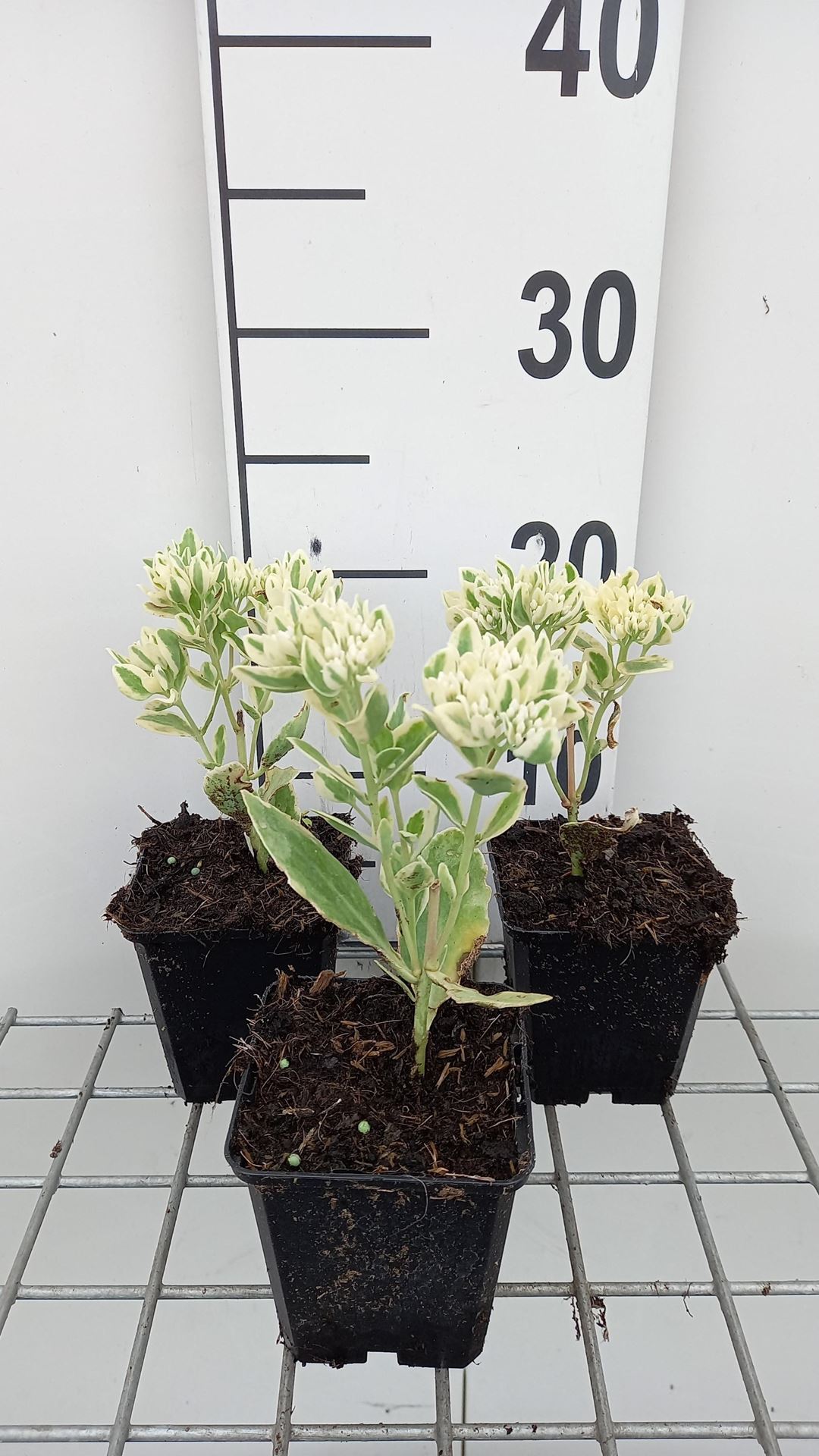 Sedum'Frosty Morn'- pot 9x9 cm afbeelding