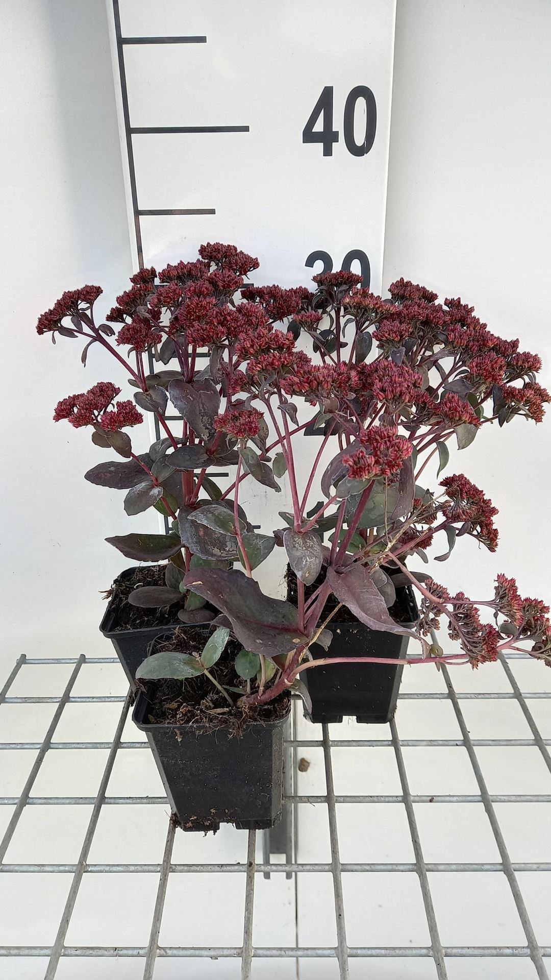 Sedum 'José Aubergine' - pot 9x9 cm