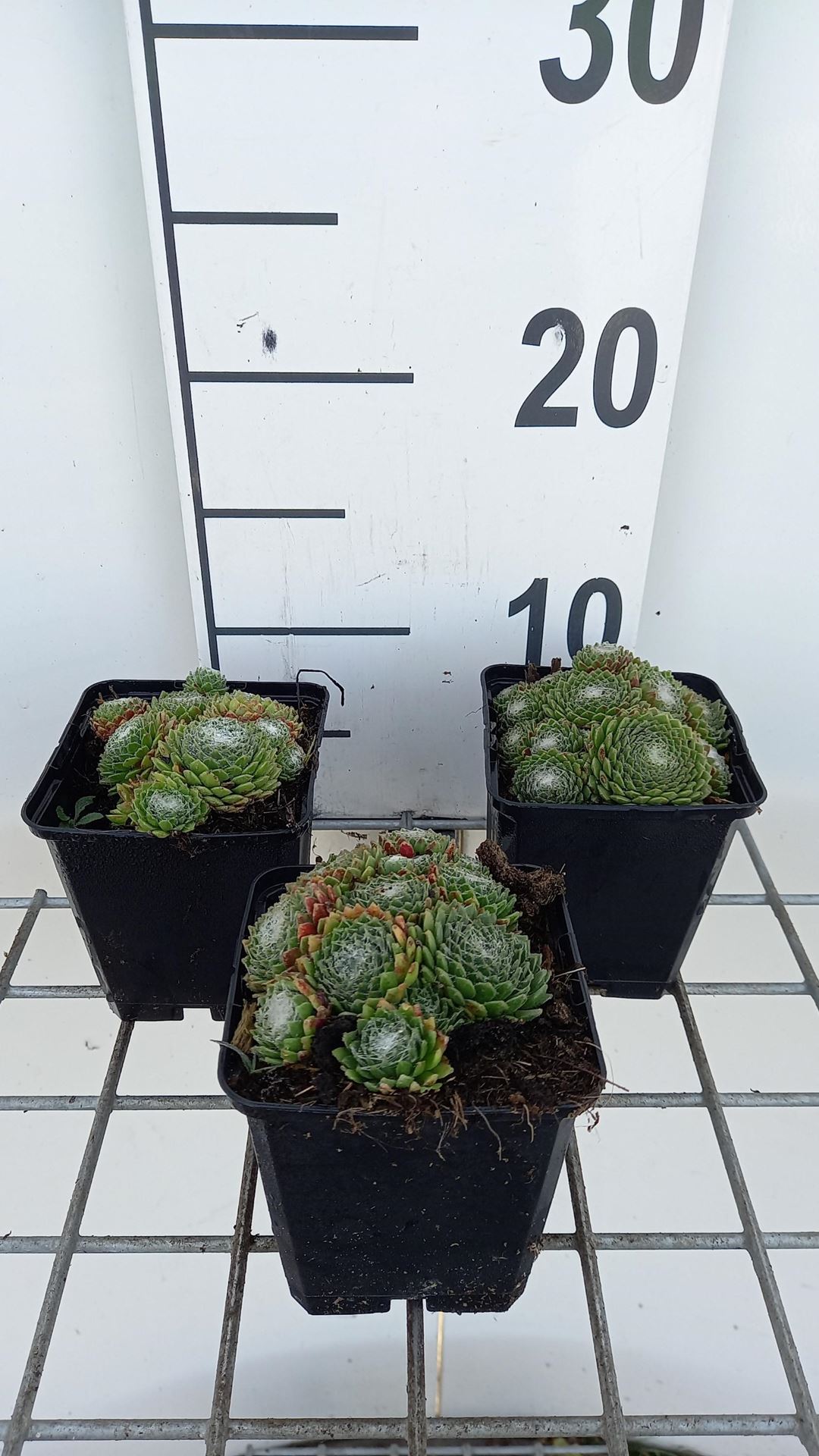 Sempervivum'Jubilee'- pot 9x9 cm afbeelding