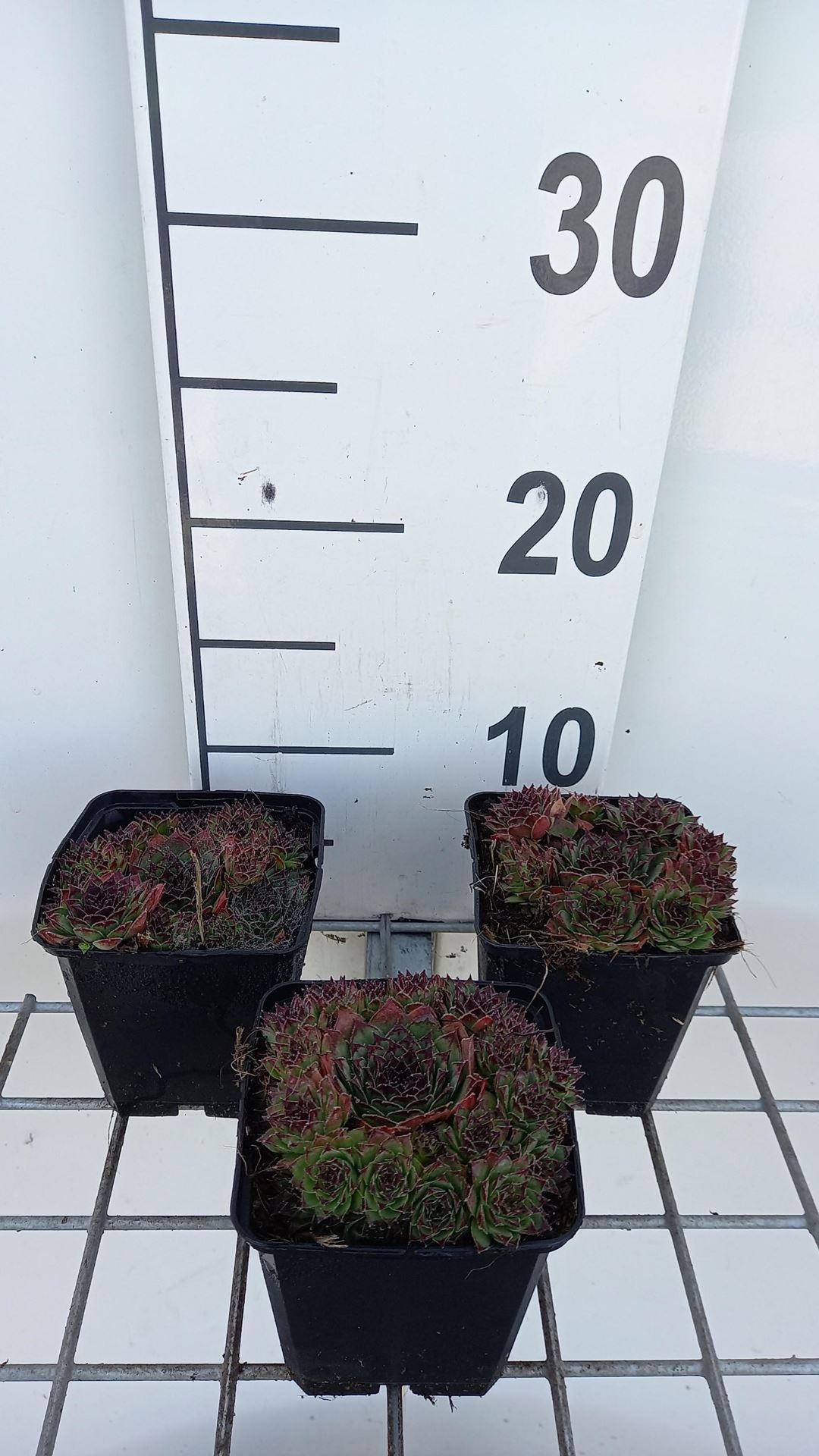 Sempervivum'Noir'- pot 9x9 cm afbeelding