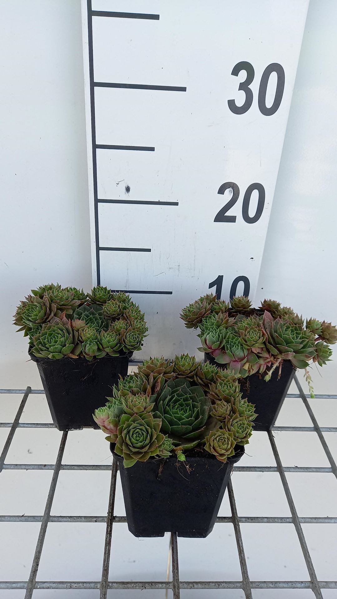 Sempervivum'Othello'- pot 9x9 cm afbeelding