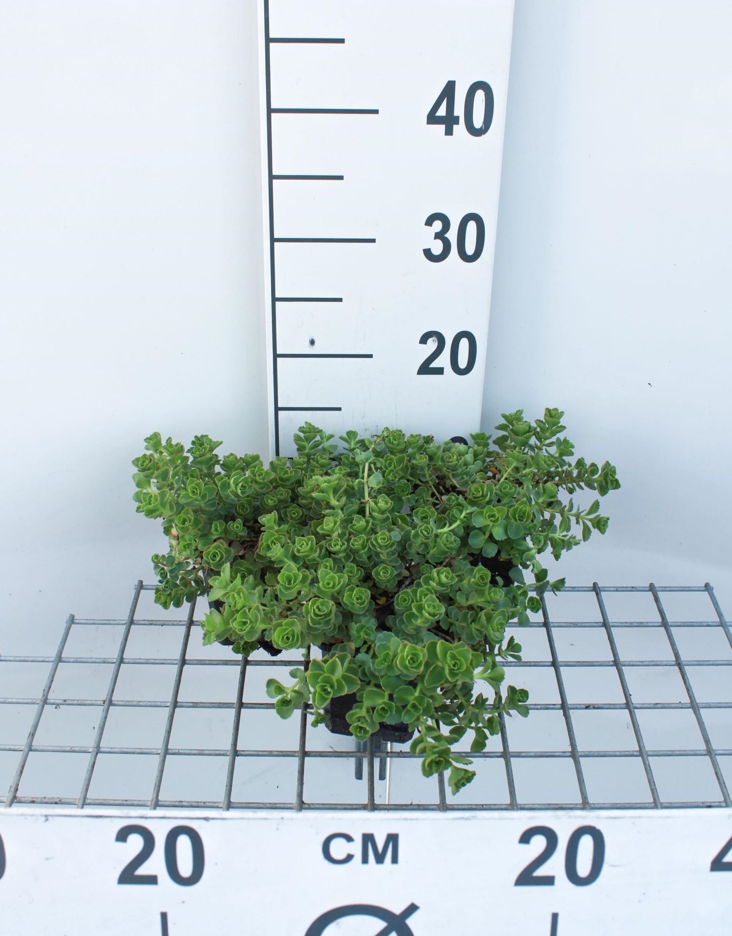 Sedum spurium'Album Superbum'- pot 9x9 cm - Kaukasische muurpeper afbeelding