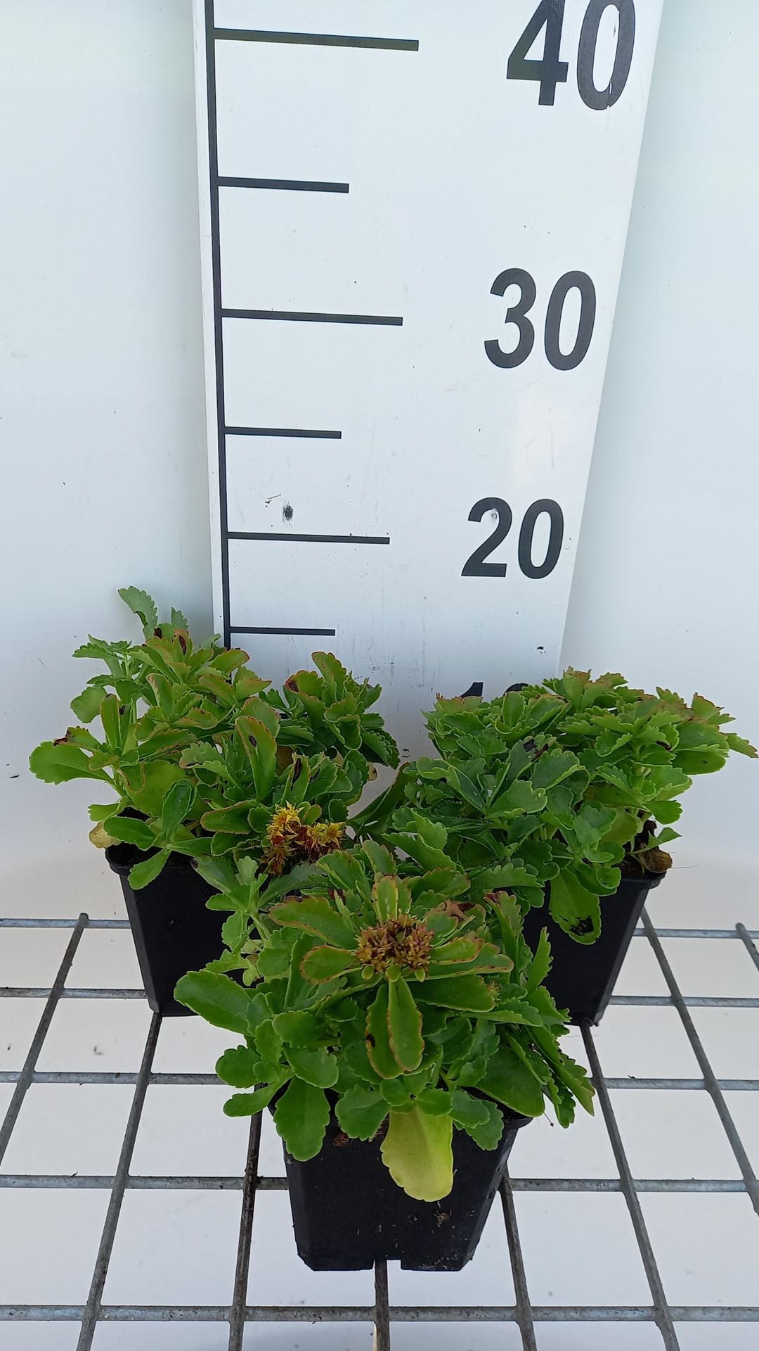 Sedum selskianum'Variegatum'- pot 9x9 cm afbeelding