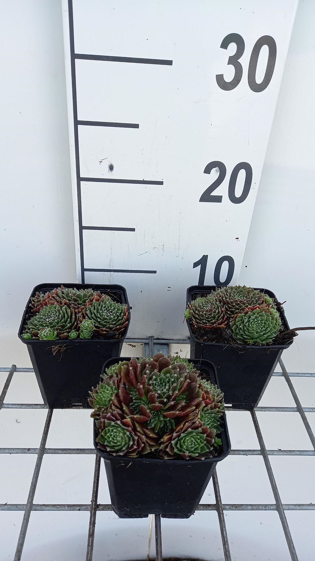Sempervivum'Silberkarneol'- pot 9x9 cm afbeelding