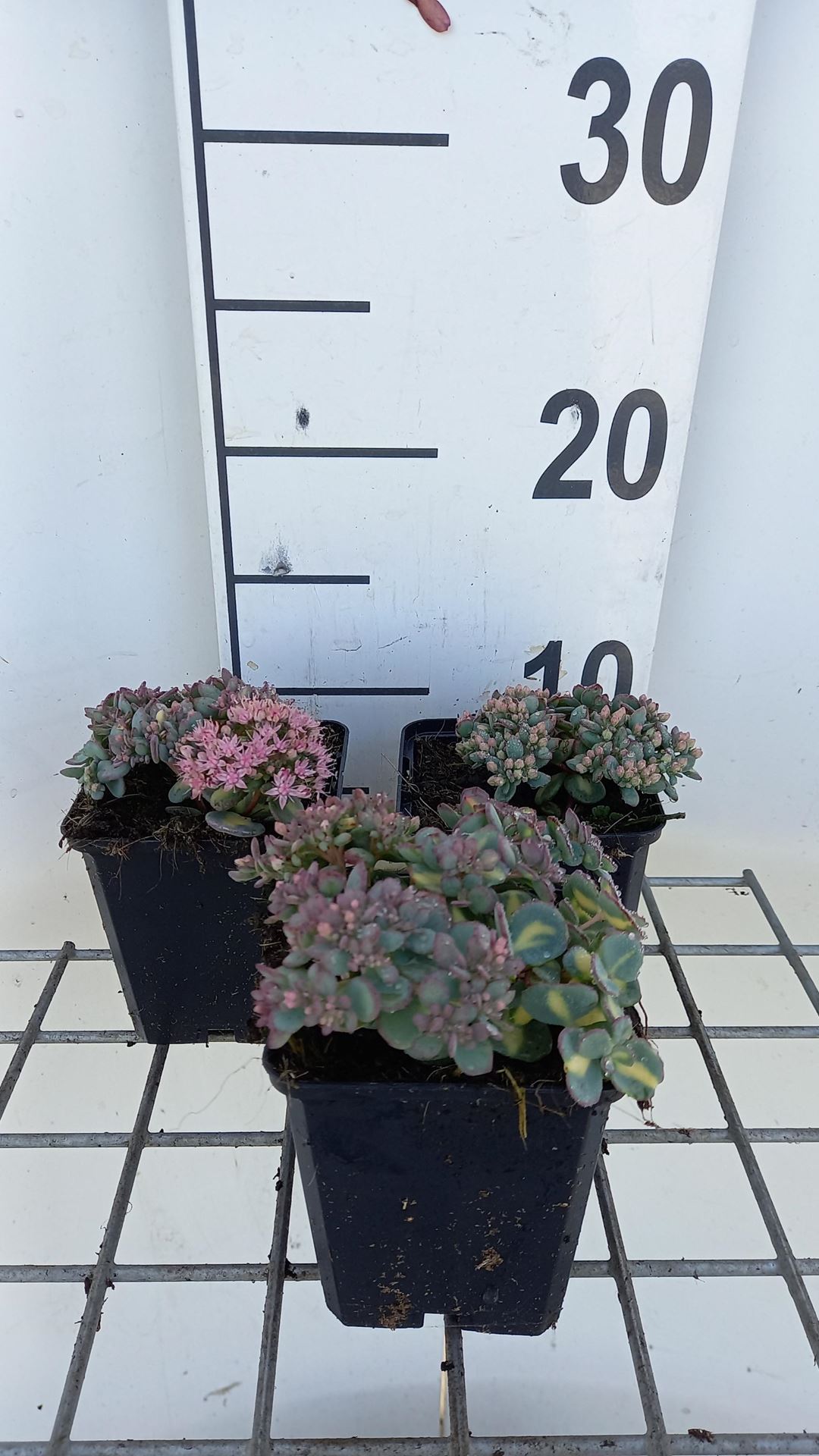 Sedum alboroseum'Mediovariegatum'- pot 9x9 cm - afbeelding