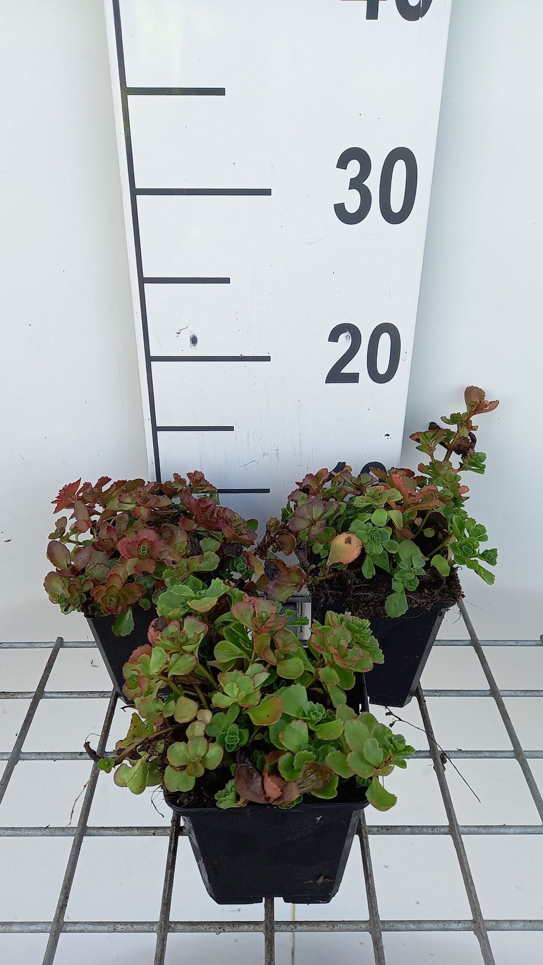 Sedum spurium'Splendens'- pot 9x9 cm afbeelding