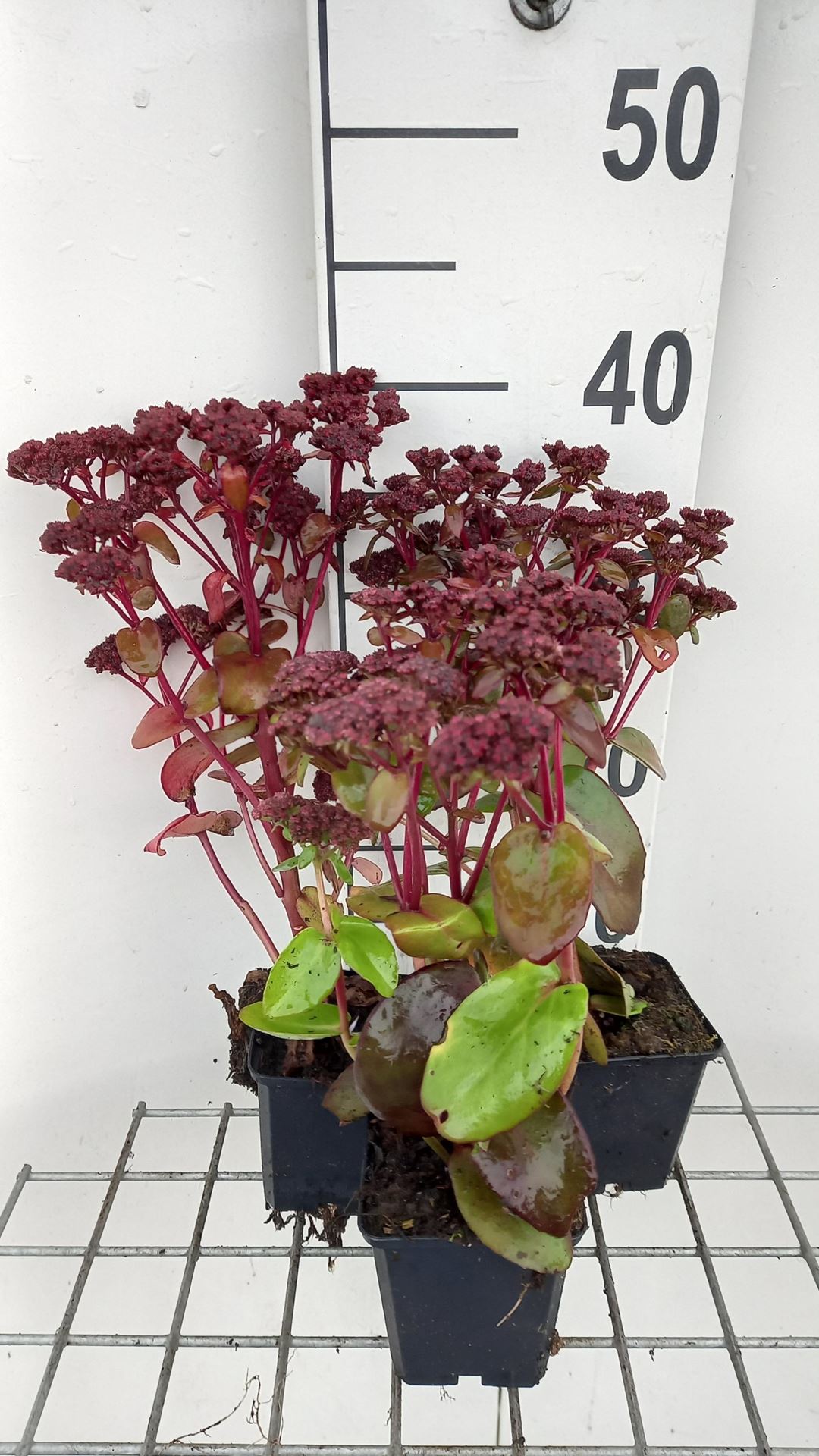 Sedum 'Karfunkelstein' - pot 9x9 cm -
