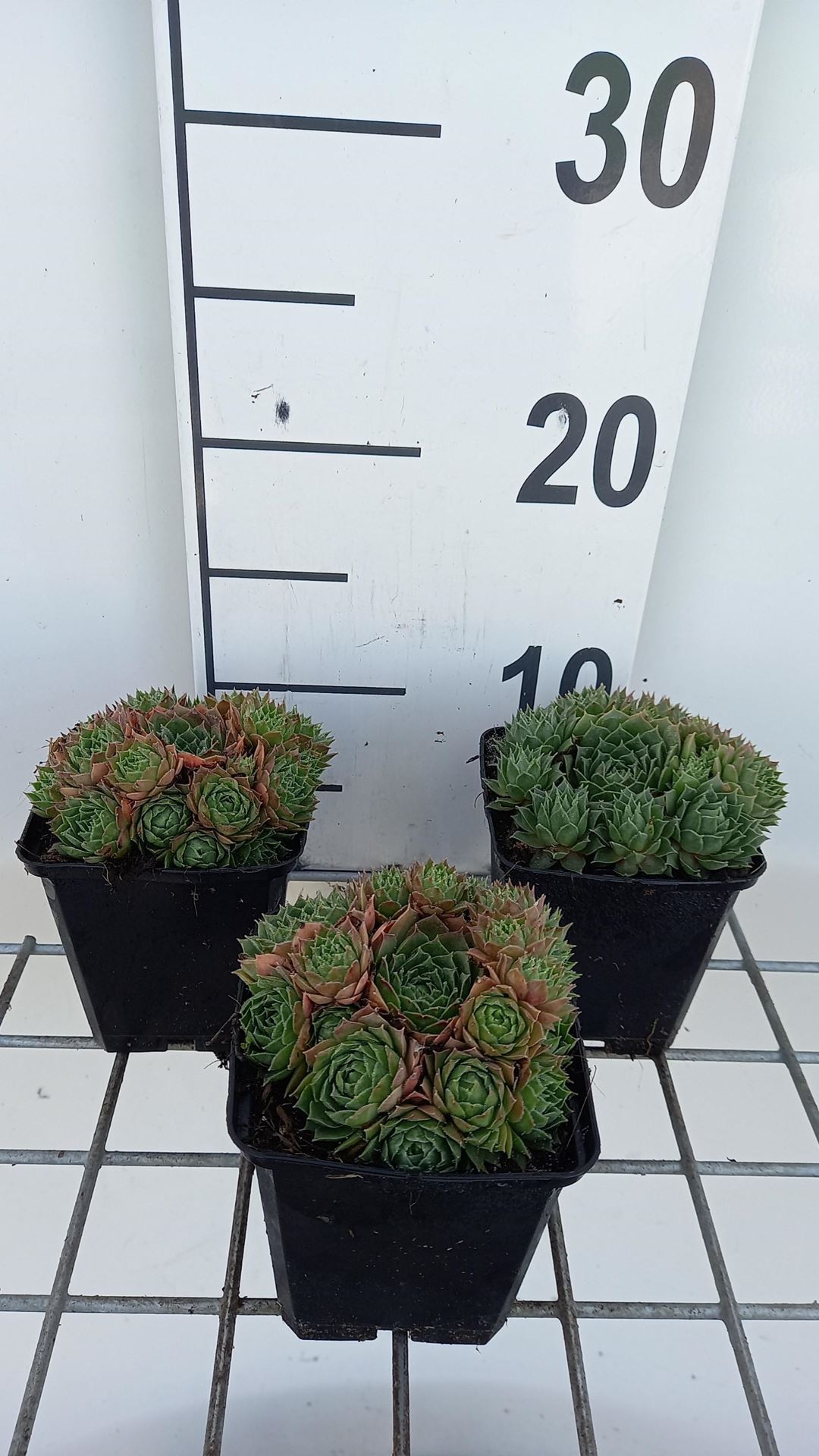 Sempervivum tectorum'Triste'- pot 9x9 cm afbeelding