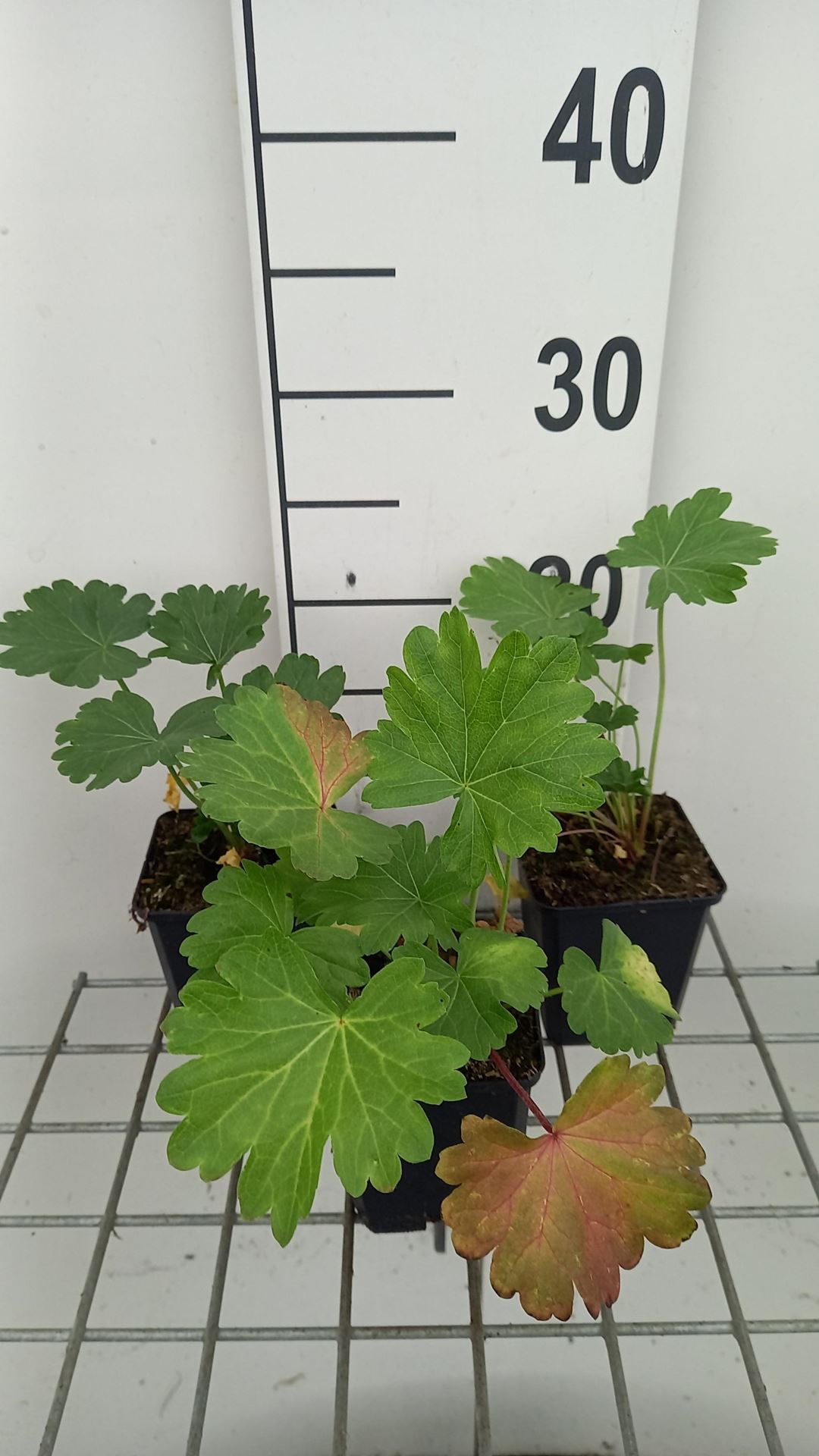 Sidalcea candida - pot 9x9 cm afbeelding