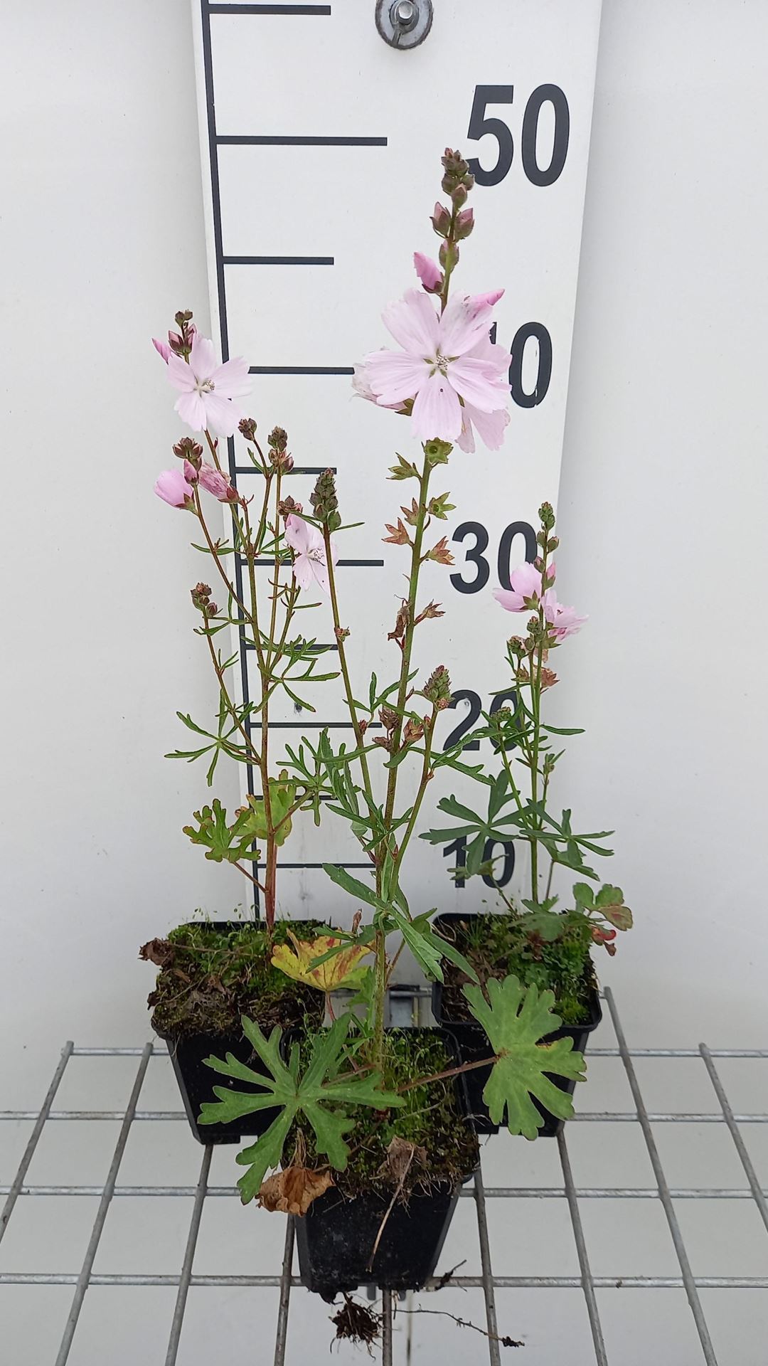 Sidalcea'Elsie Heugh'- pot 9x9 cm - Griekse malva afbeelding