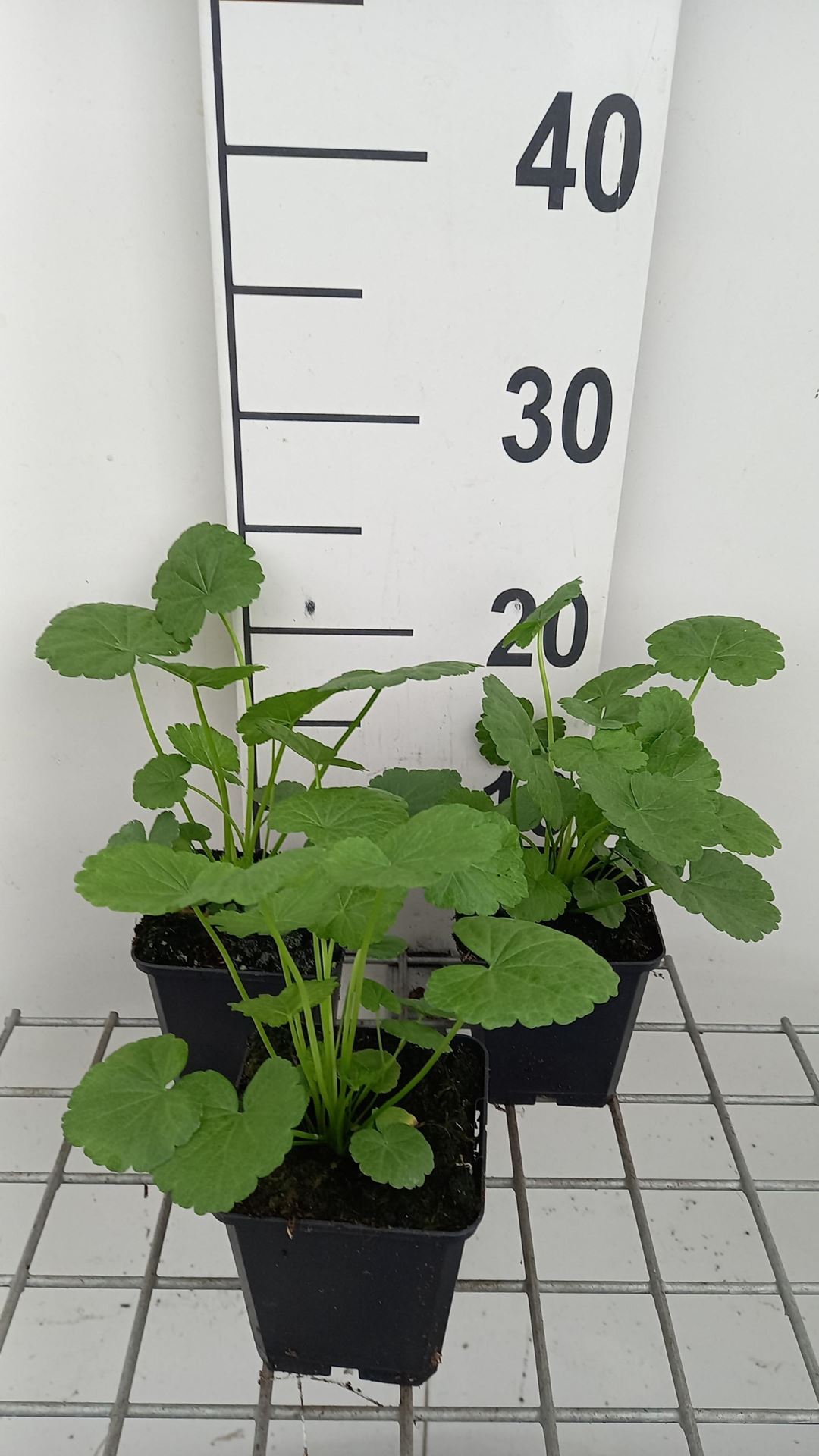 Sidalcea'Partygirl'- pot 9x9 cm afbeelding