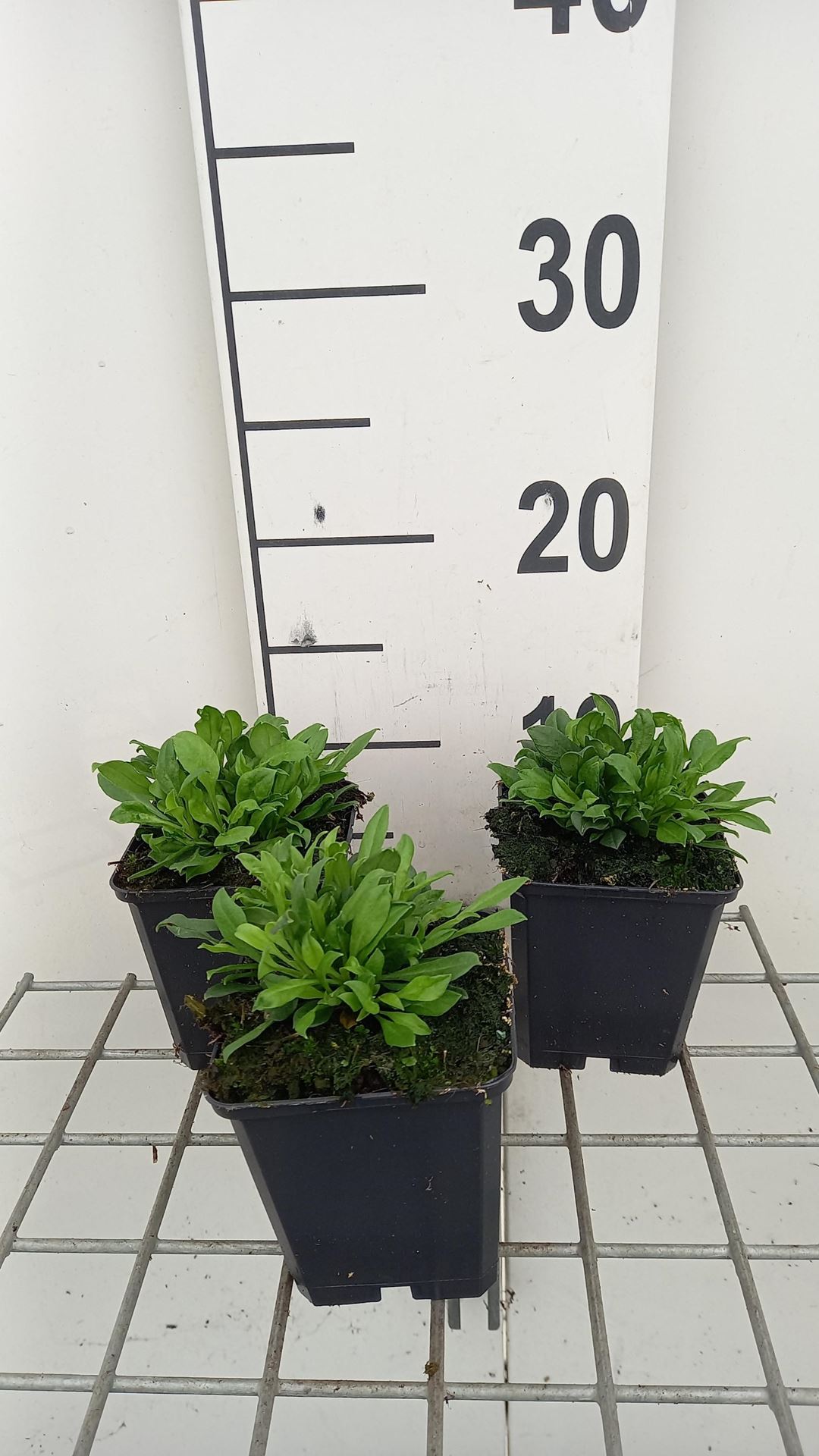 Silene schafta'Splendens'- pot 9x9 cm afbeelding